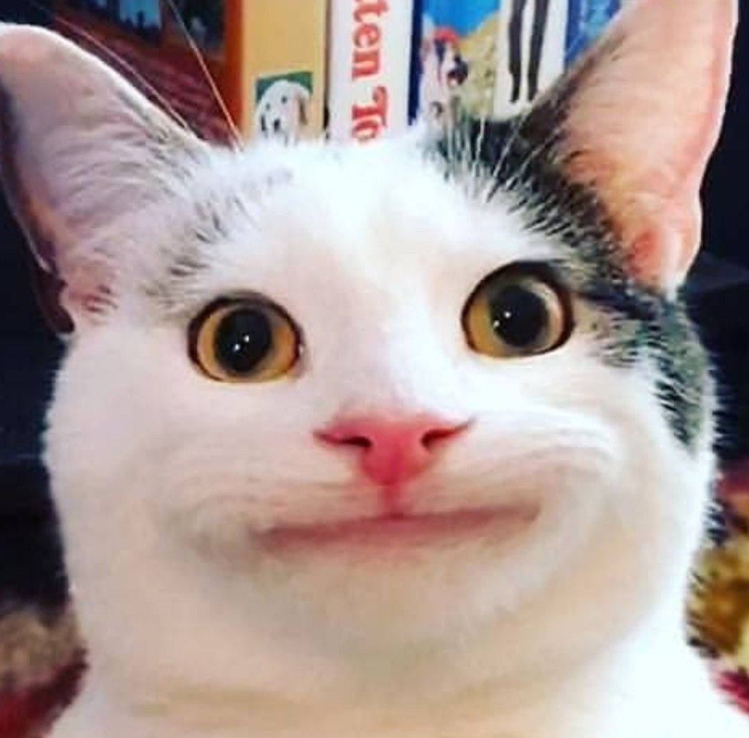 Beluga Cat, white cat, wide startled eyes, SD Desktop Wallpaper
