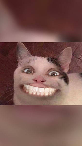 Beluga Cat, meme face, white and black cat, SD Phone Wallpaper