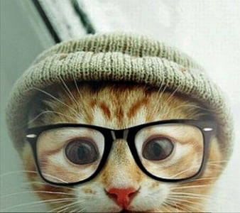 Beluga Cat, green knit beanie, oversized black-rimmed glasses, SD Desktop Wallpaper