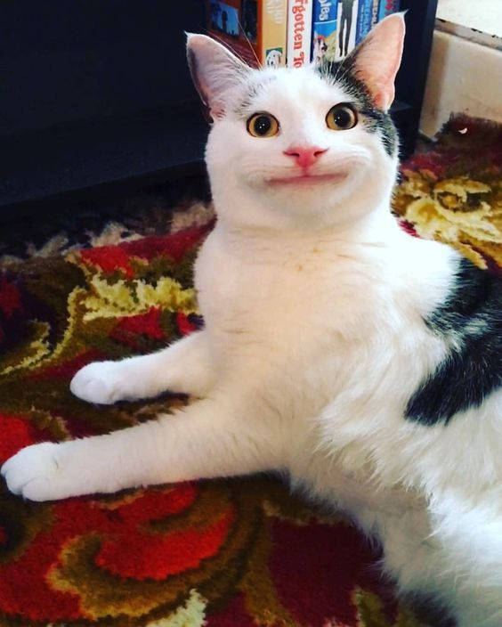 Beluga Cat, white and black cat, wide eyes, SD Phone Wallpaper