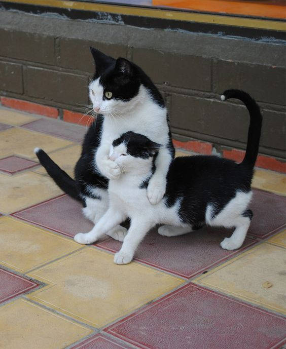 Beluga Cat, black and white cats, tiled floor, SD Phone Wallpaper
