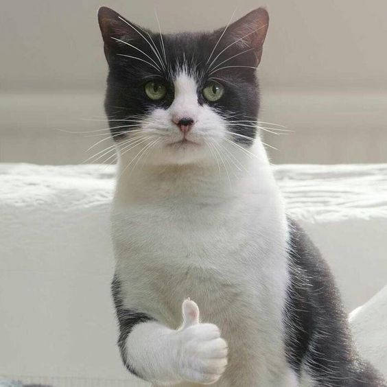 Beluga Cat, thumbs up, black and white cat, SD Desktop Wallpaper