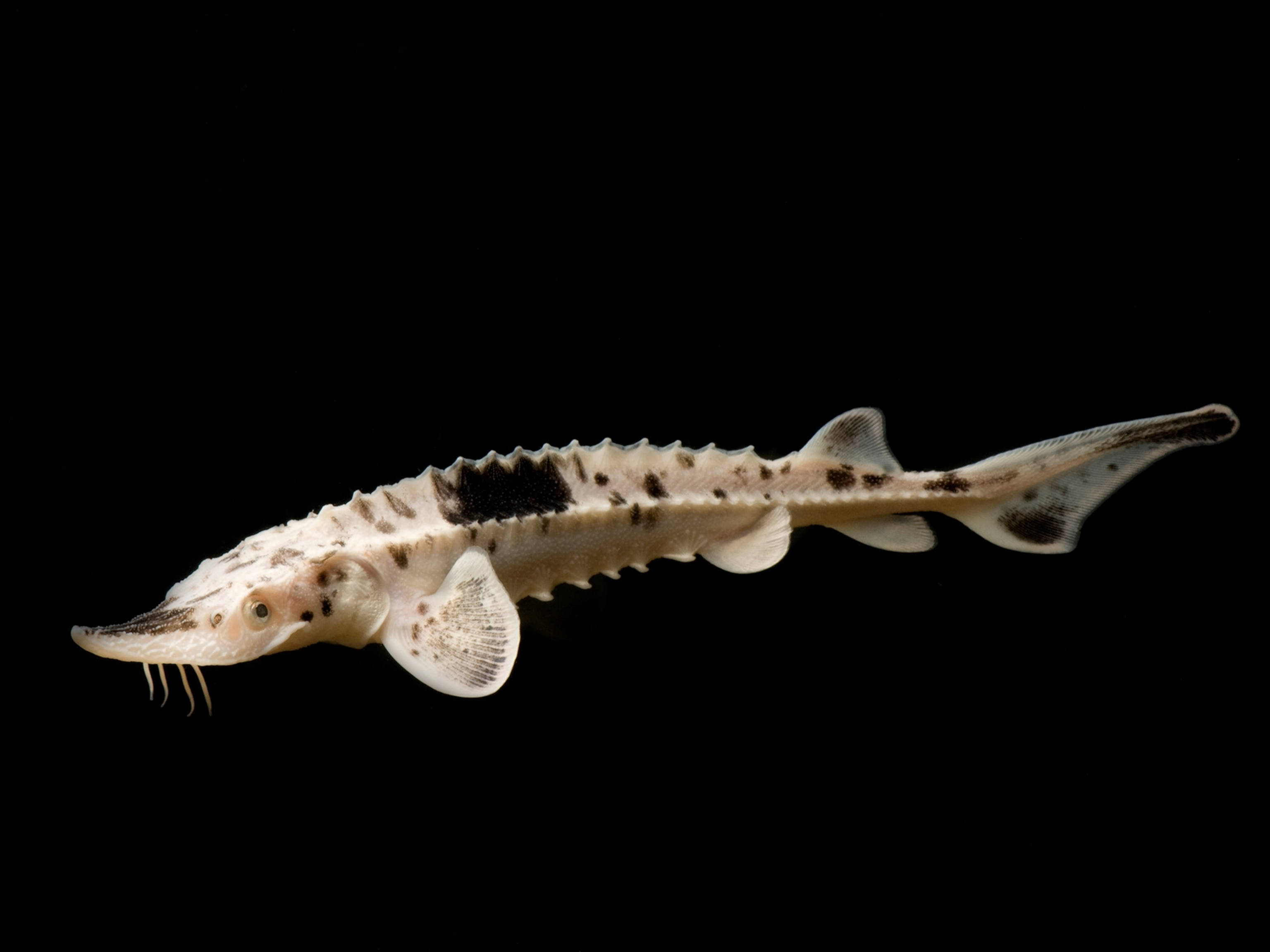 Sturgeon, spotted skin, whisker-like barbels, 2K Desktop Wallpaper