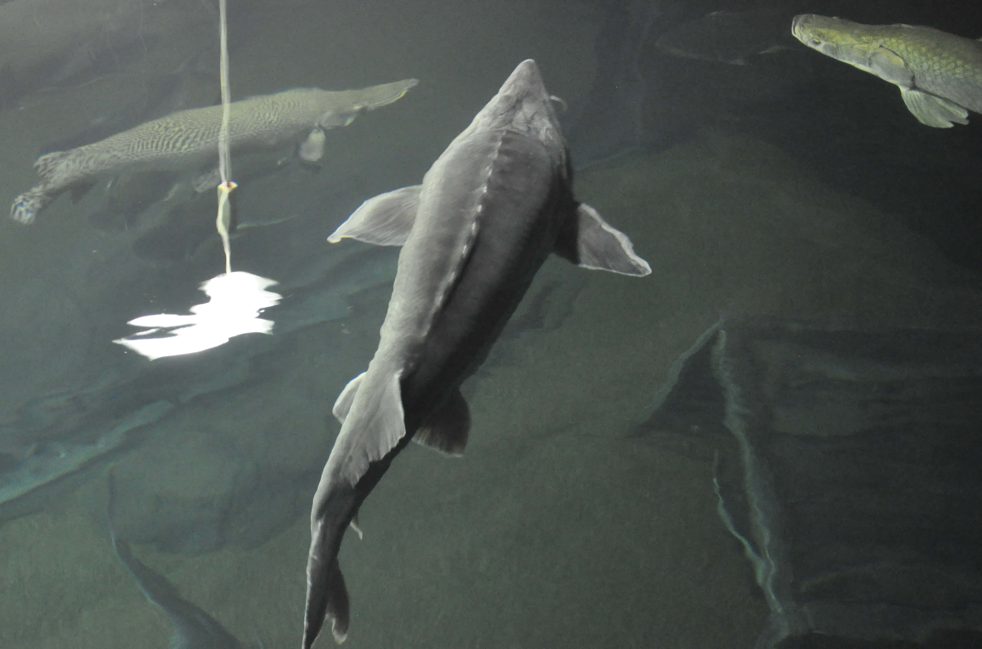 Beluga Sturgeon, murky water, fisherman's lure, 2K Desktop Wallpaper