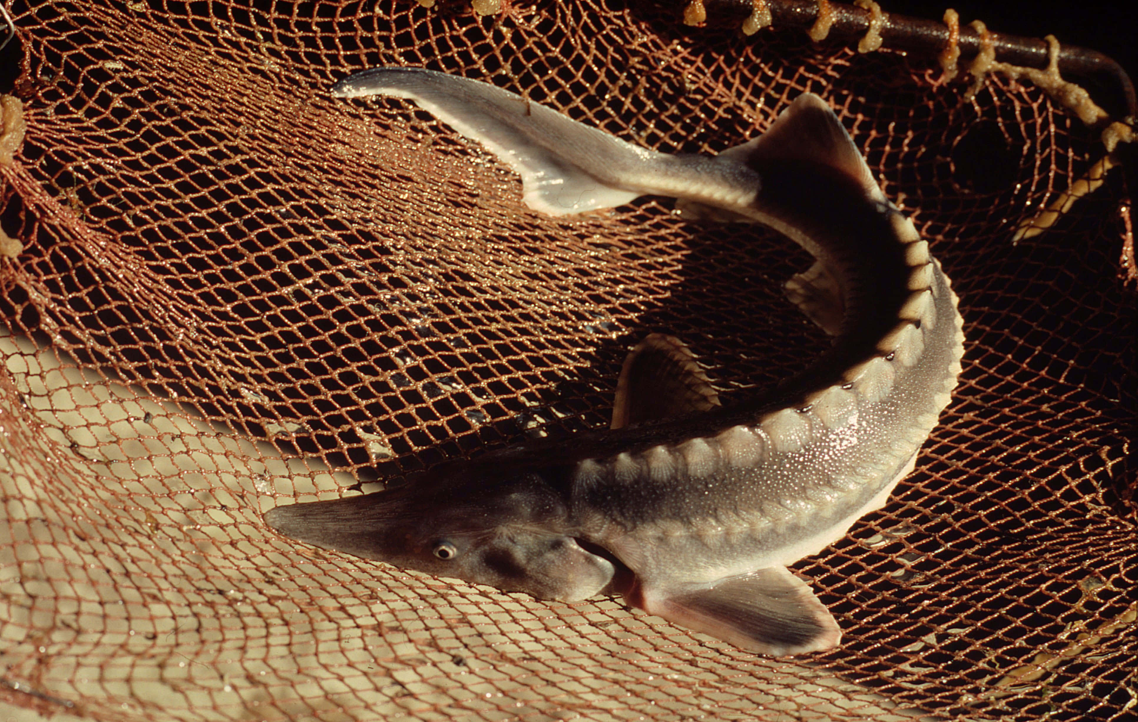 Beluga Sturgeon, rusted brown fishing net, long snout, 4K Desktop Wallpaper