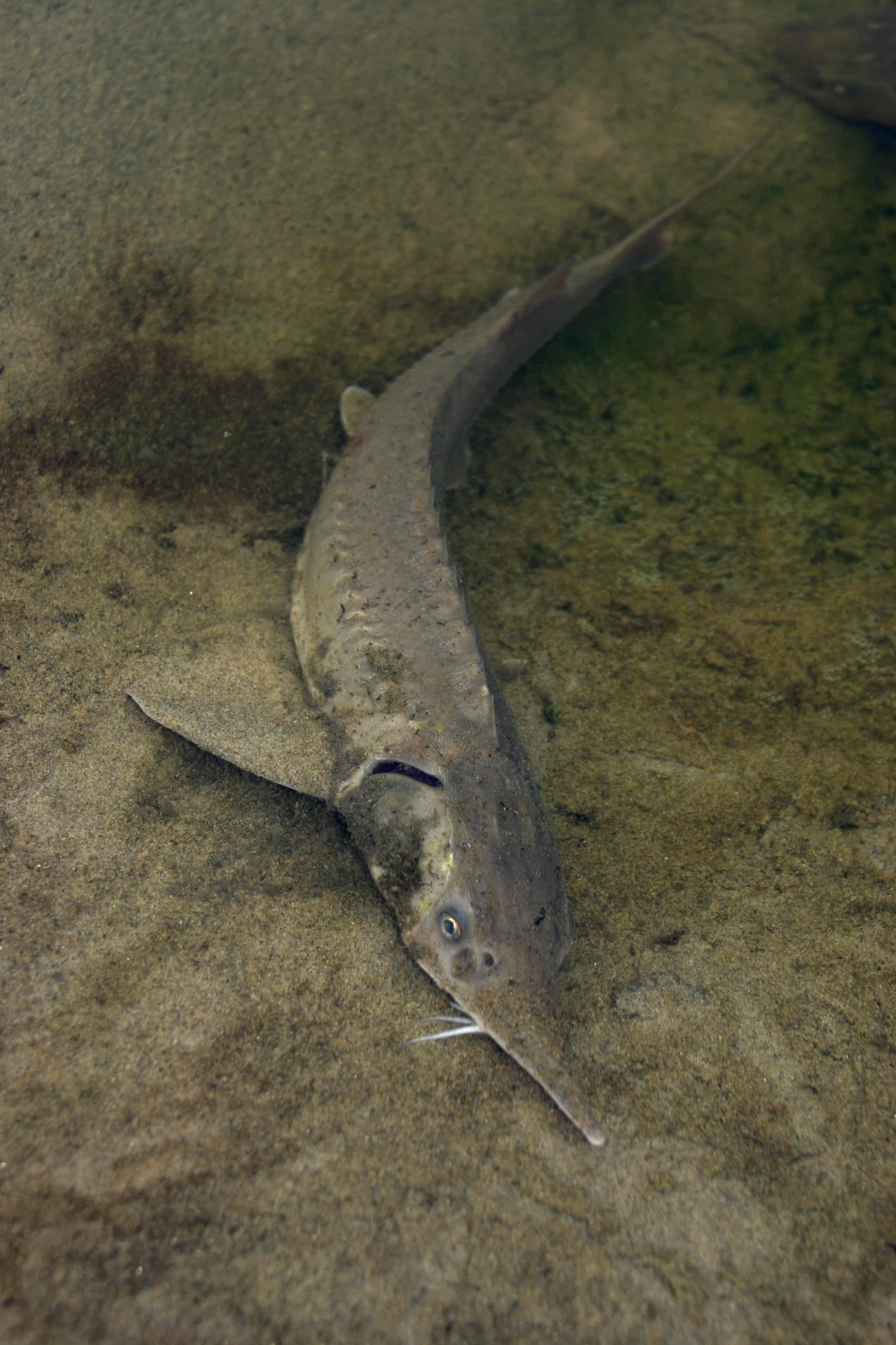 Beluga Sturgeon, long snout, whiskers, 2K Phone Wallpaper