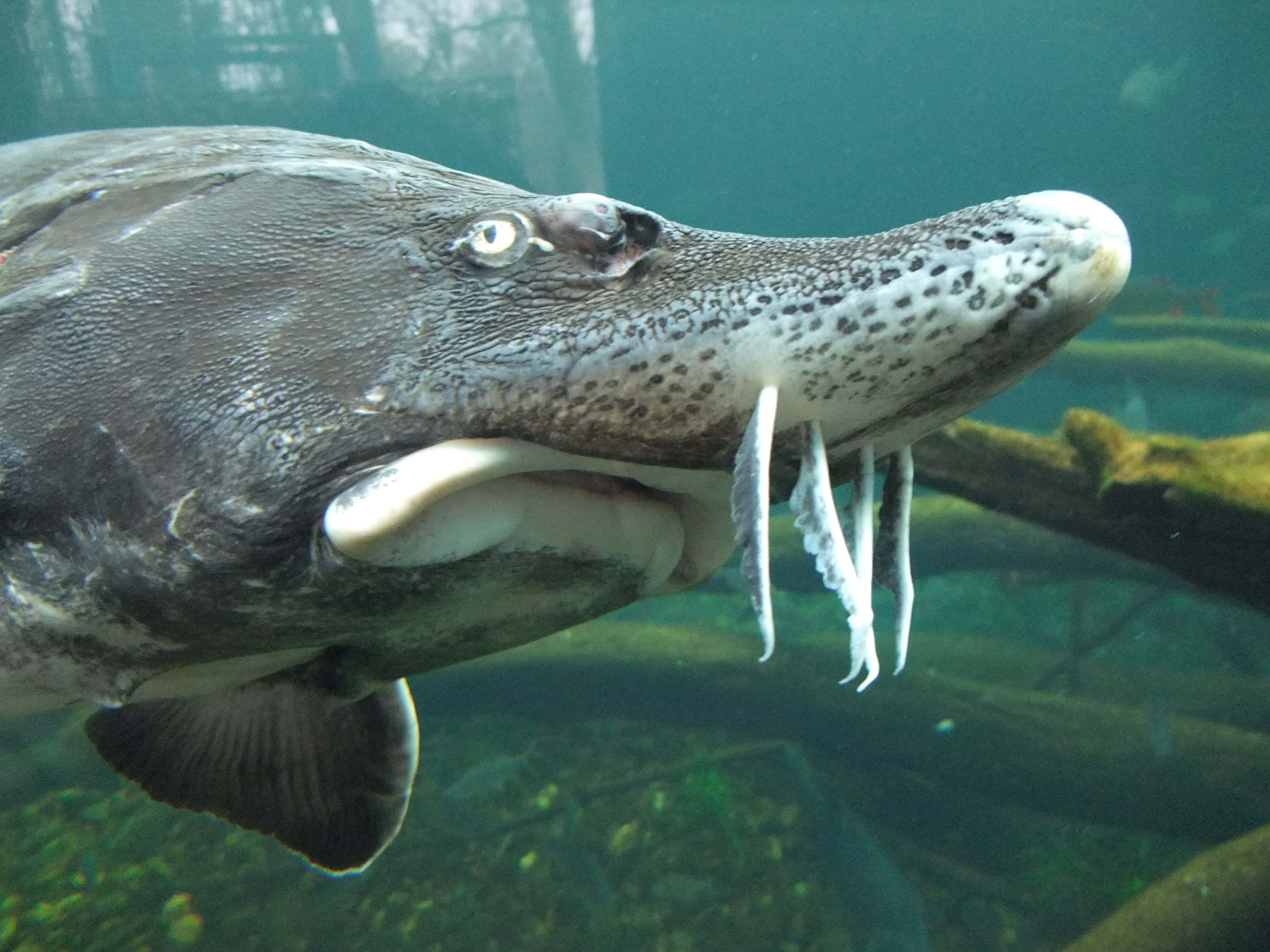Beluga Sturgeon, long snout, barbels, 2K Desktop Wallpaper