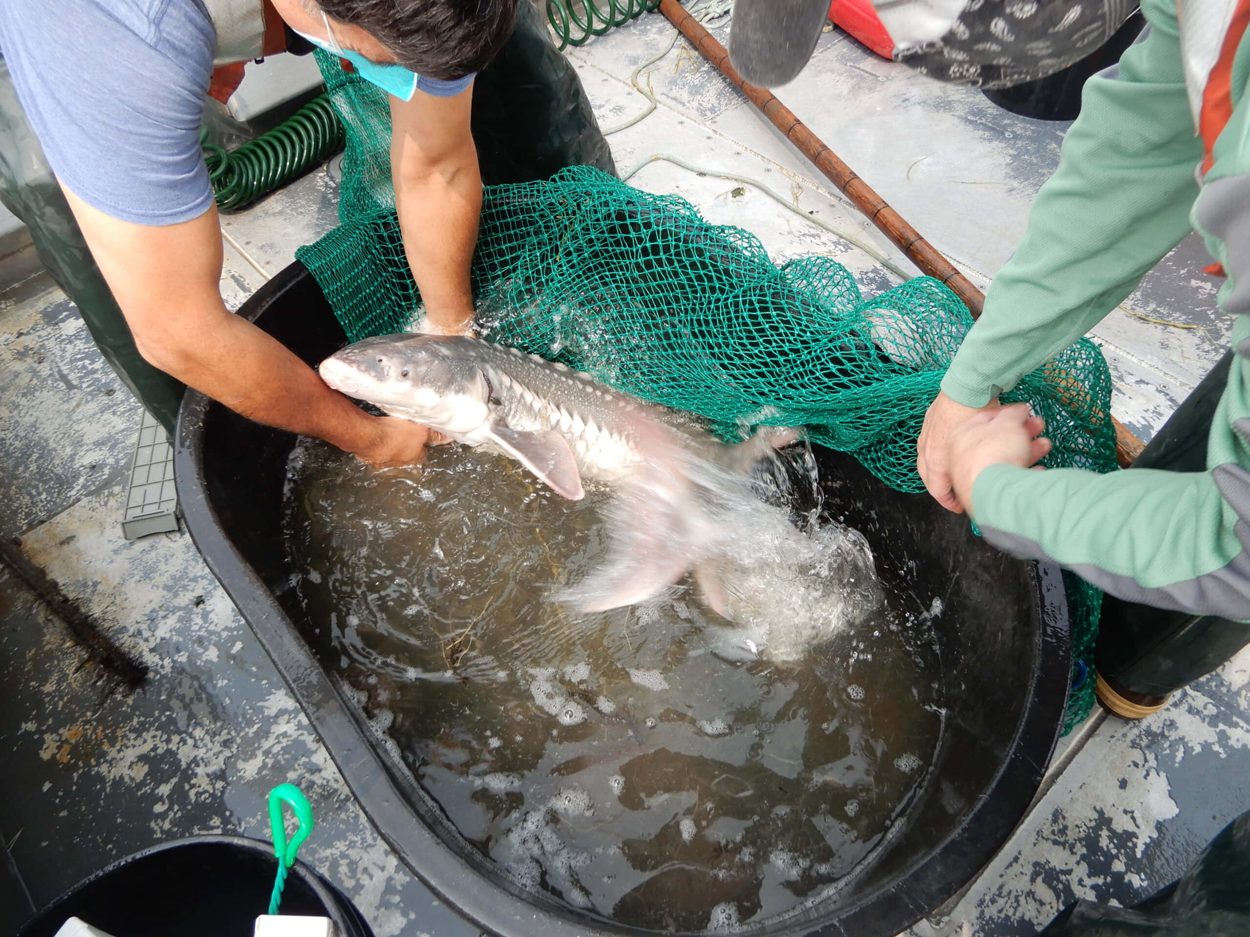 Beluga Sturgeon, black tub, green net, 2K Desktop Wallpaper