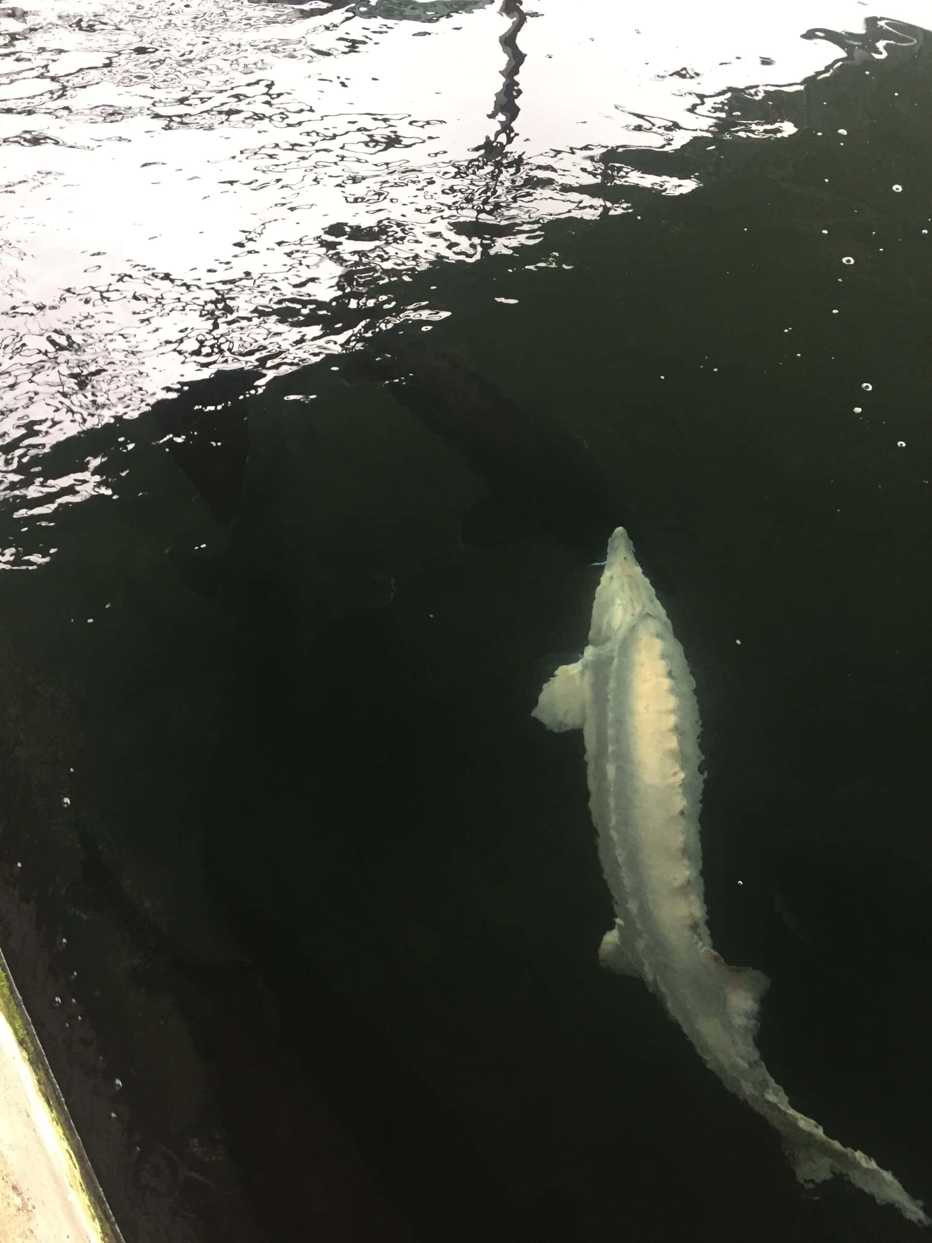 Beluga Sturgeon, dark rippling water, bright light, 2K Phone Wallpaper