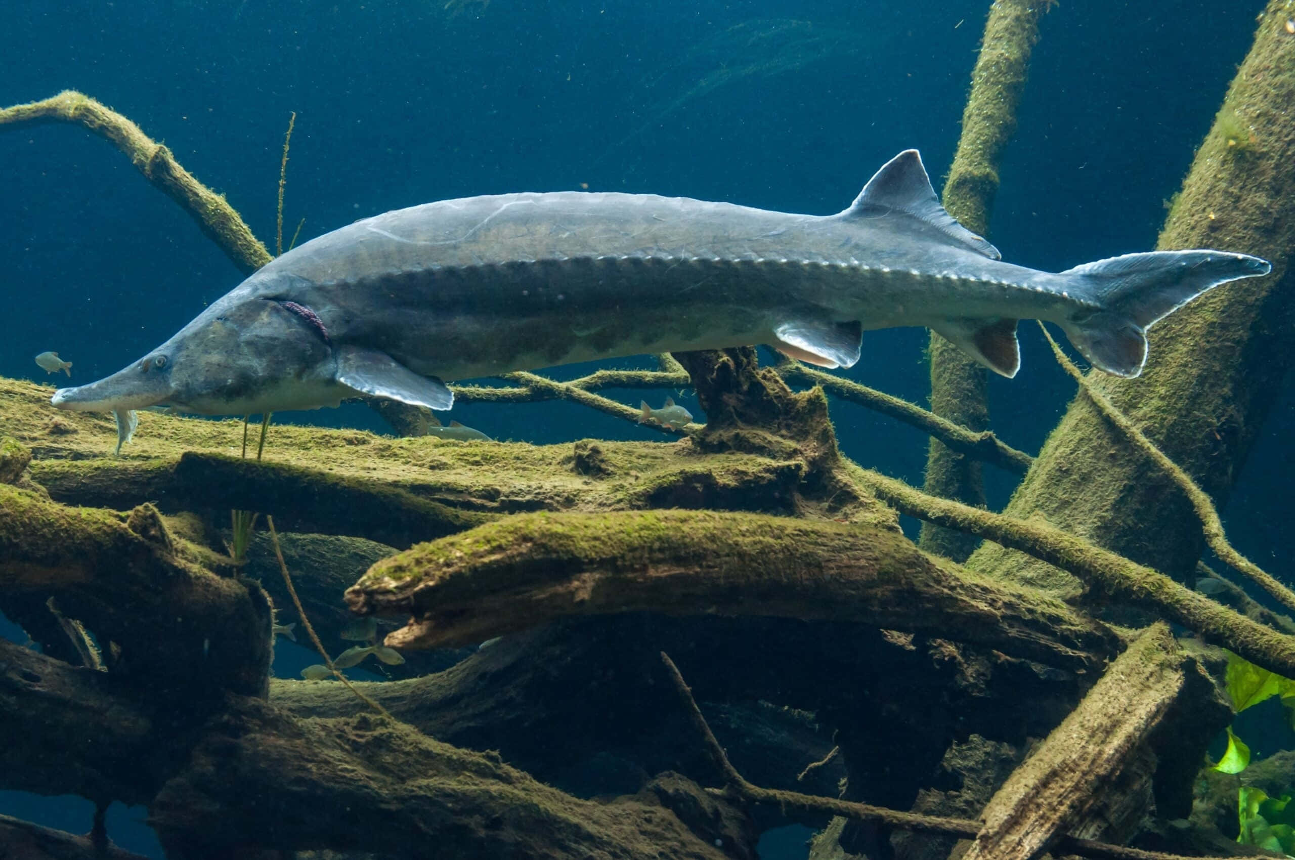 Beluga Sturgeon, deep blue water, tangled mossy tree roots, 2K Desktop Wallpaper