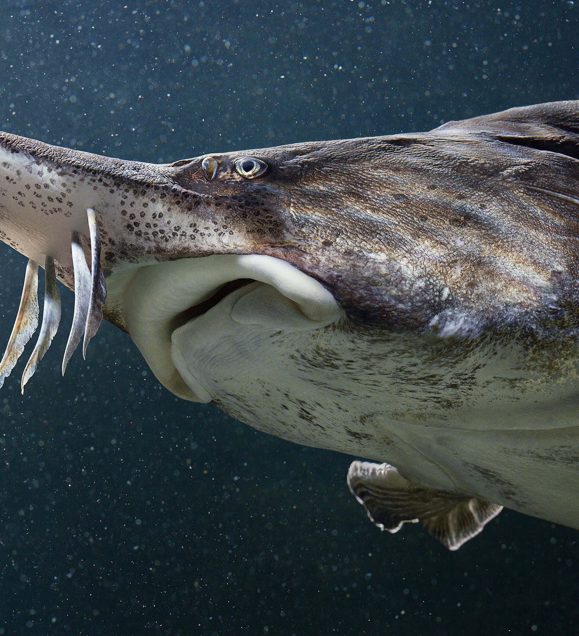 Beluga Sturgeon, long snout, barbels, Full HD Phone Wallpaper