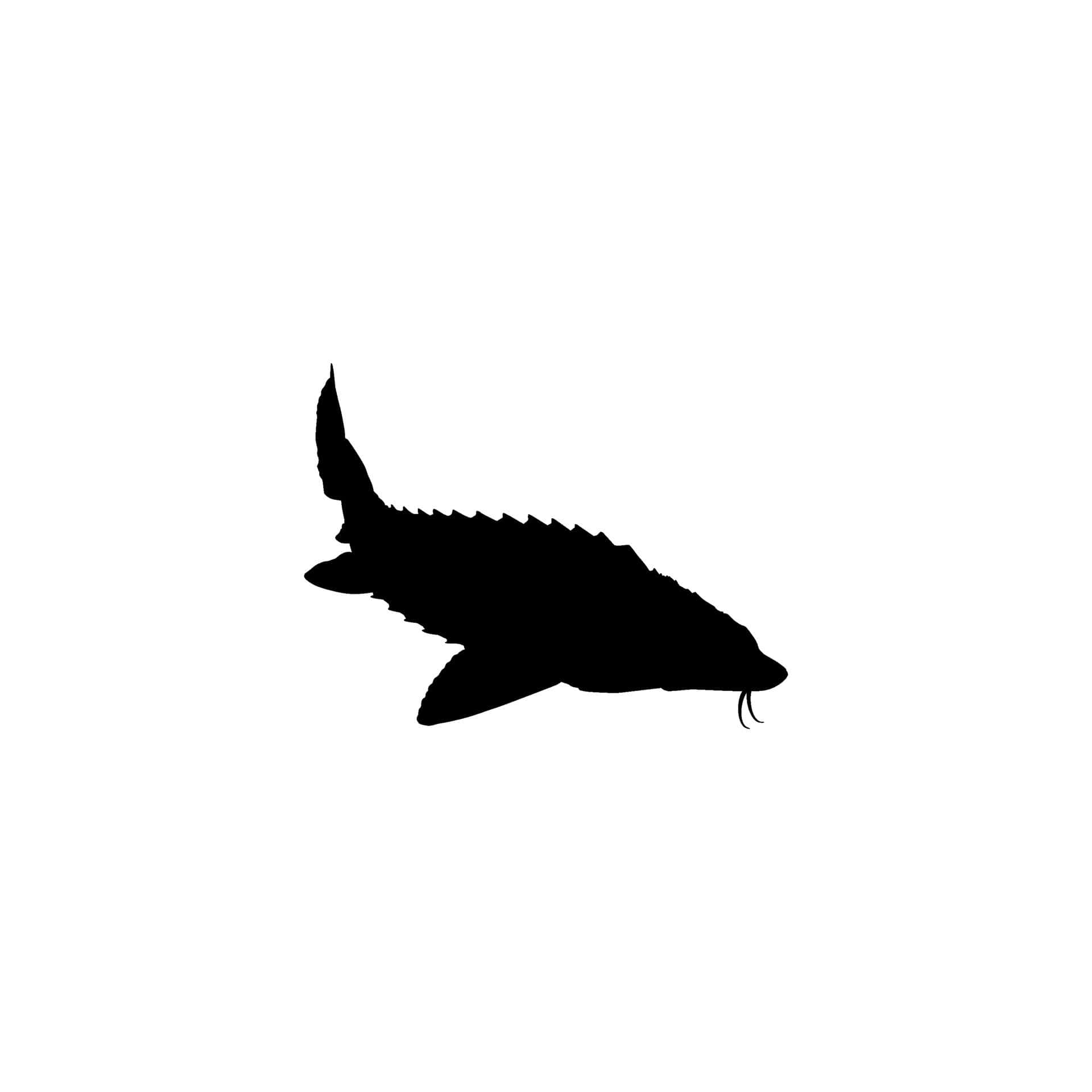 Beluga Sturgeon, silhouette, black, Full HD Desktop Wallpaper