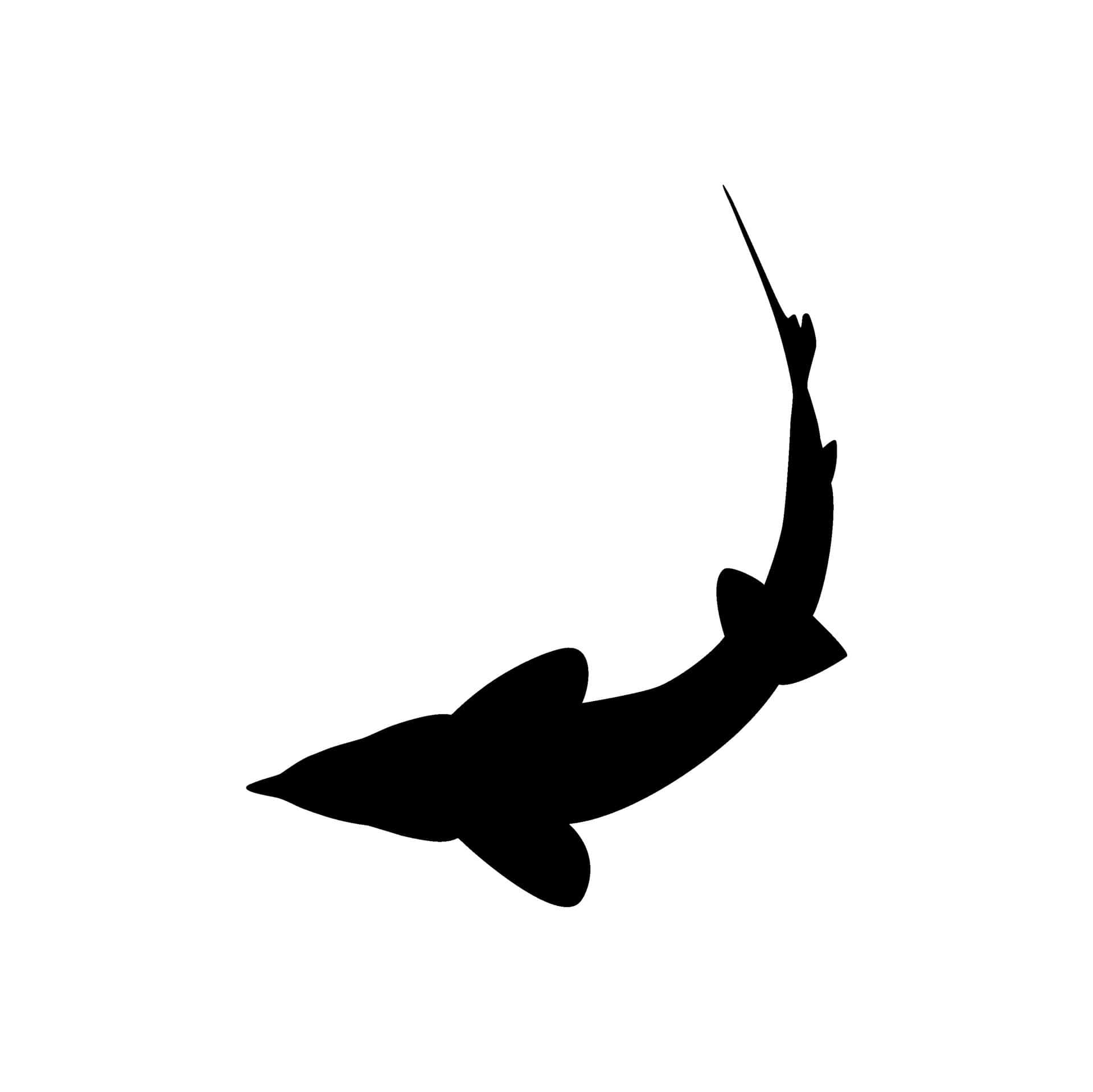 Beluga Sturgeon, silhouette, black, Full HD Desktop Wallpaper