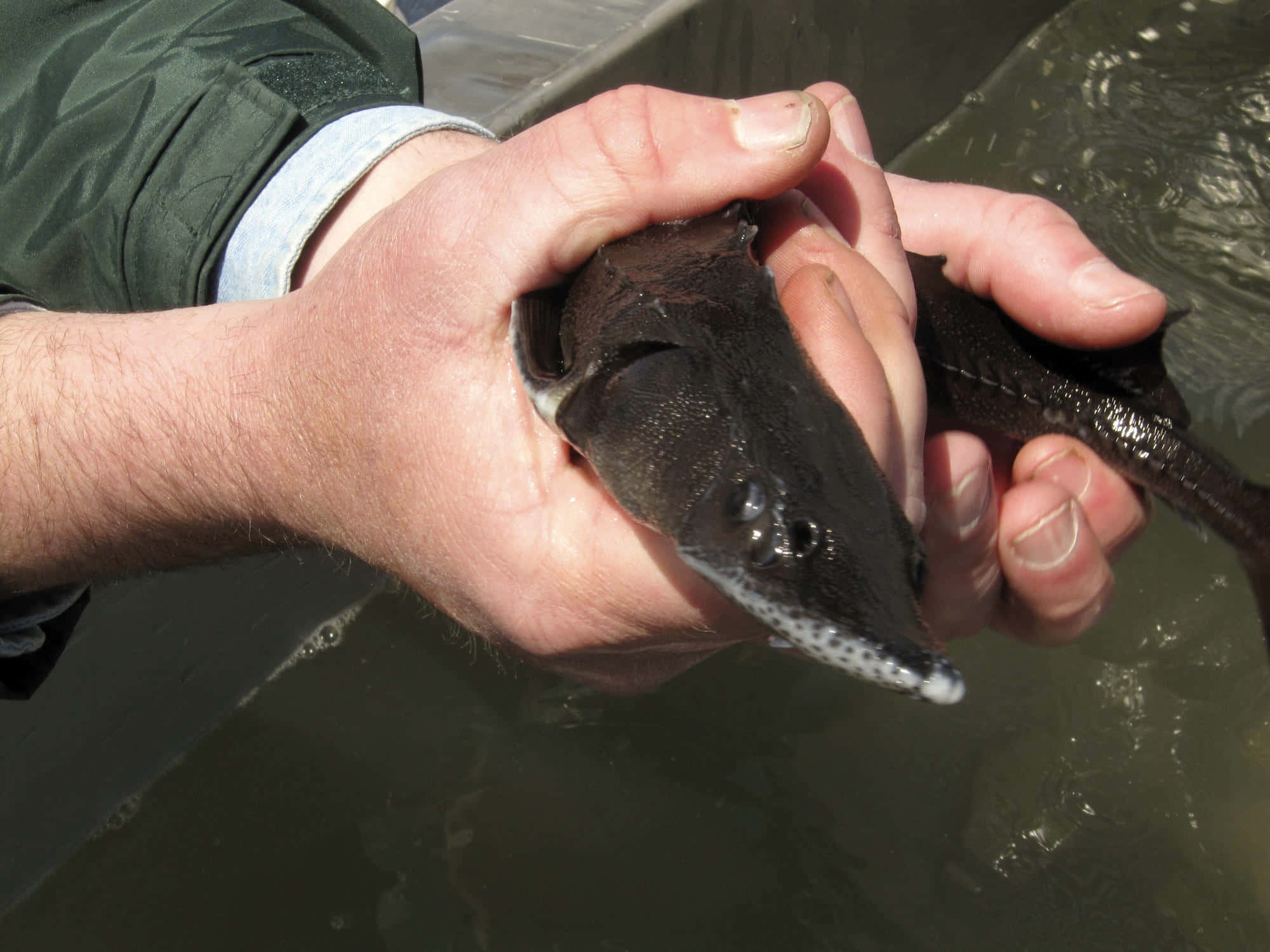 Beluga Sturgeon, hatchling, long snout, Full HD Desktop Wallpaper
