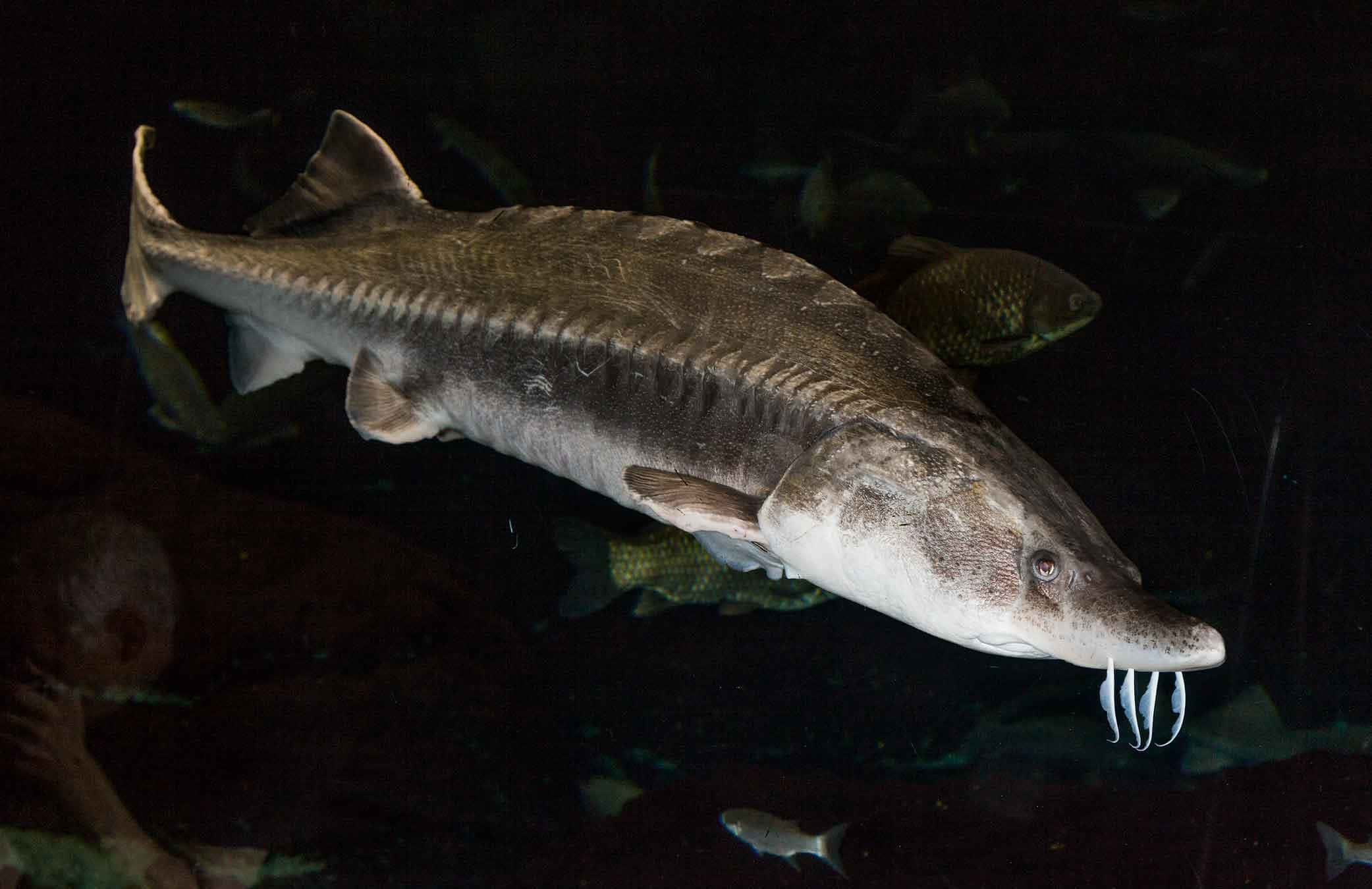 Beluga Sturgeon, dark water, barbels, Full HD Desktop Wallpaper