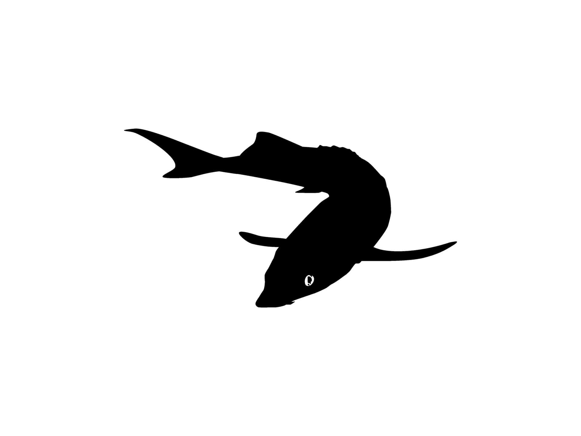 Beluga Sturgeon, silhouette, flying bird, Full HD Desktop Wallpaper