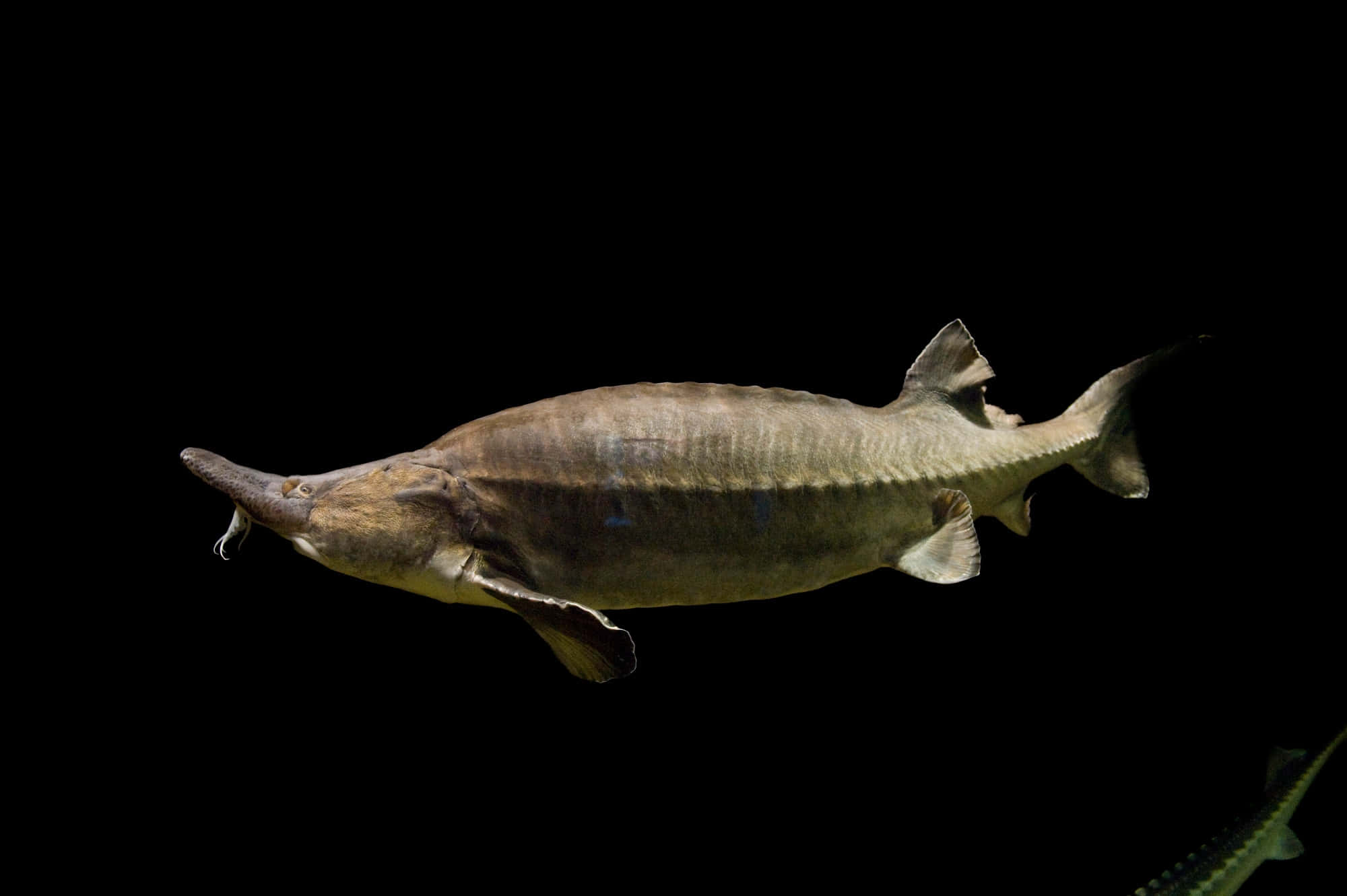 Beluga Sturgeon, dark waters, long snout, Full HD Desktop Wallpaper