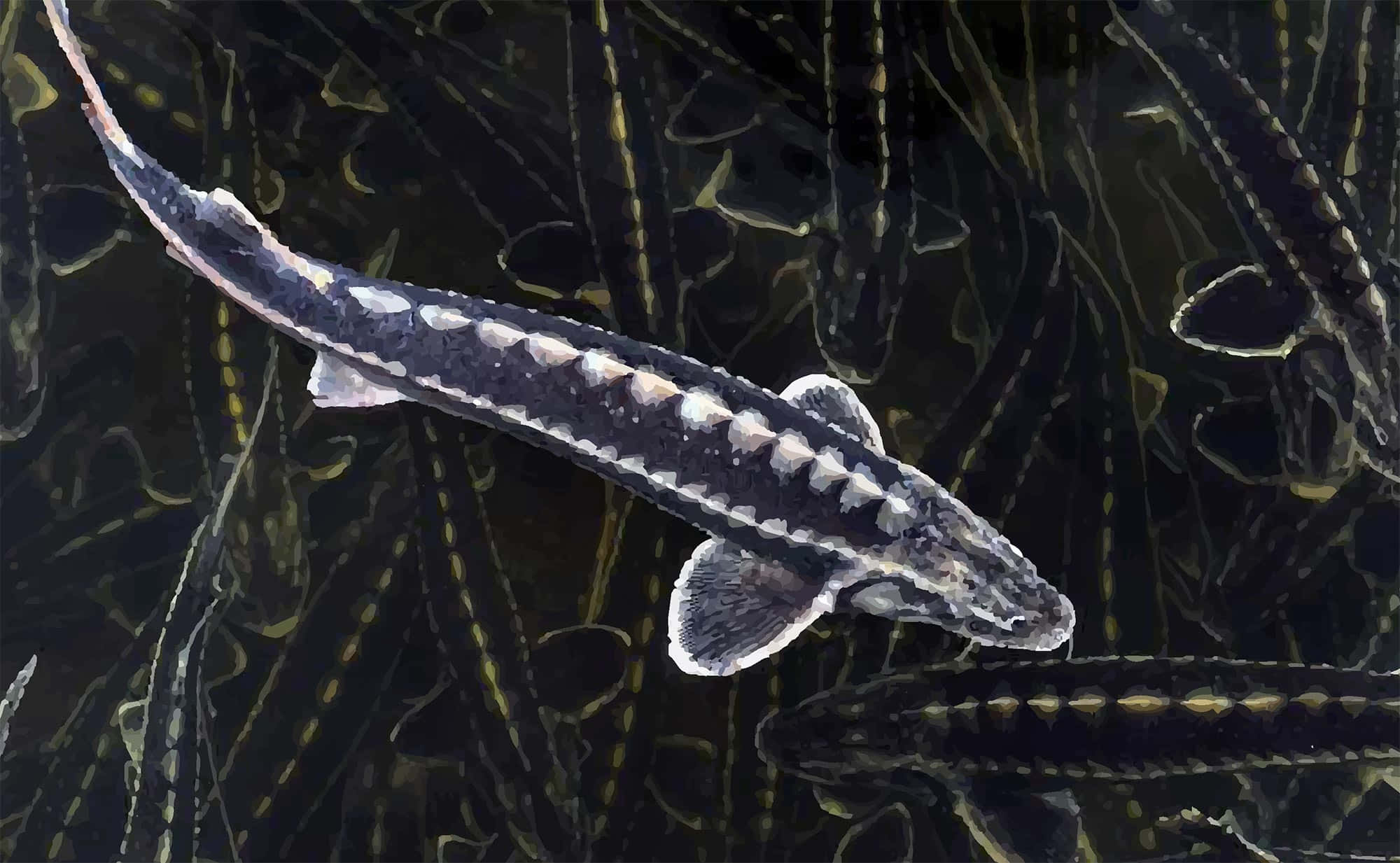 Beluga Sturgeon, sturgeon, school of its kin, Full HD Desktop Wallpaper