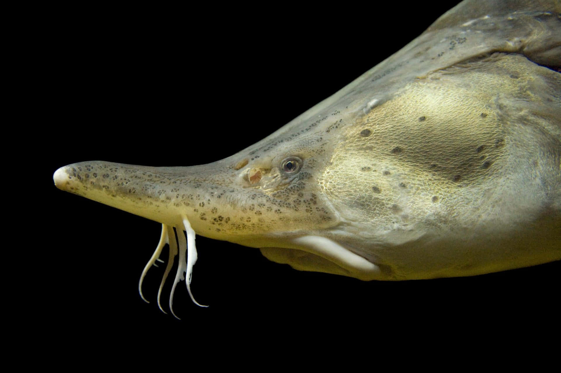 Beluga Sturgeon, long snout barbels, spotted skin, Full HD Desktop Wallpaper