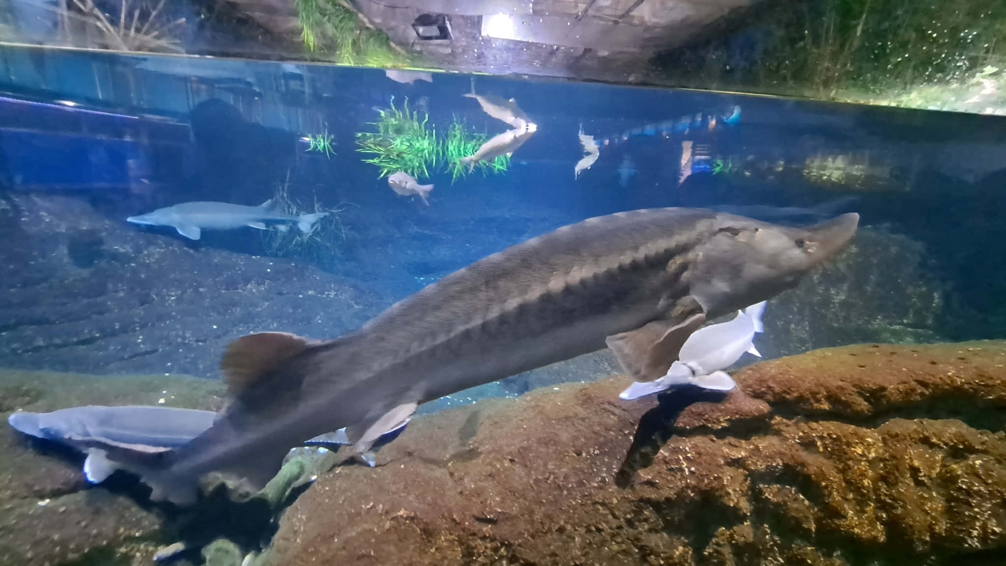 Beluga Sturgeon, aquarium, rocky substrate, Full HD Desktop Wallpaper