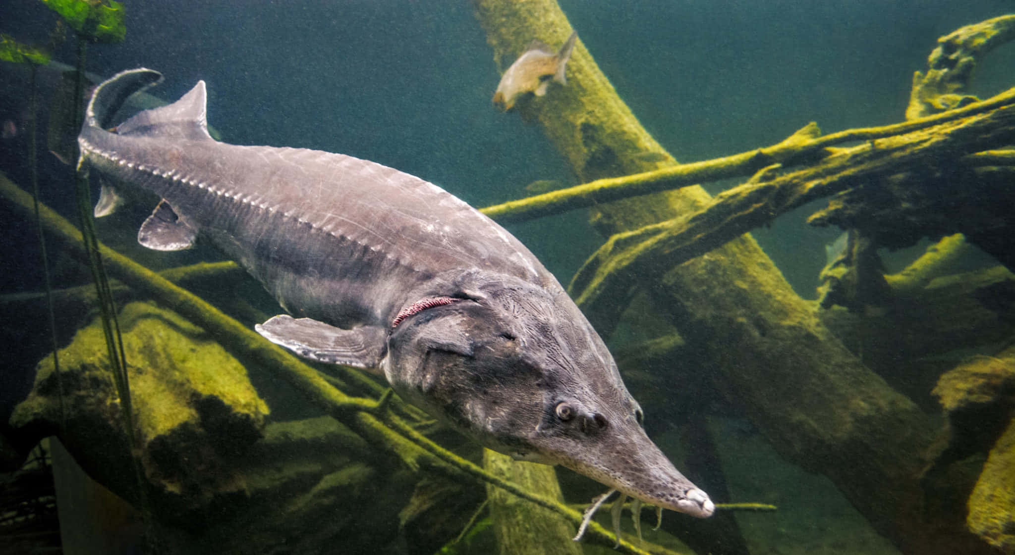 Beluga Sturgeon, murky water, mossy submerged logs, Full HD Desktop Wallpaper