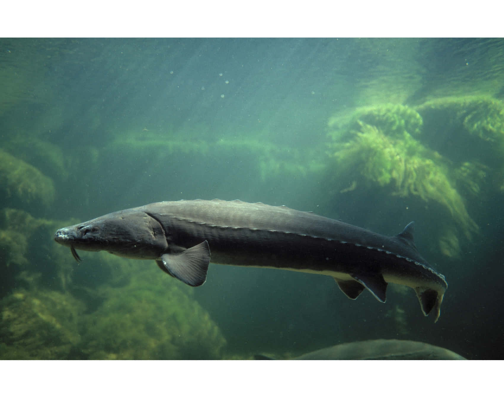 Beluga Sturgeon, murky green water, sunbeams piercing the surface, HD Desktop Wallpaper