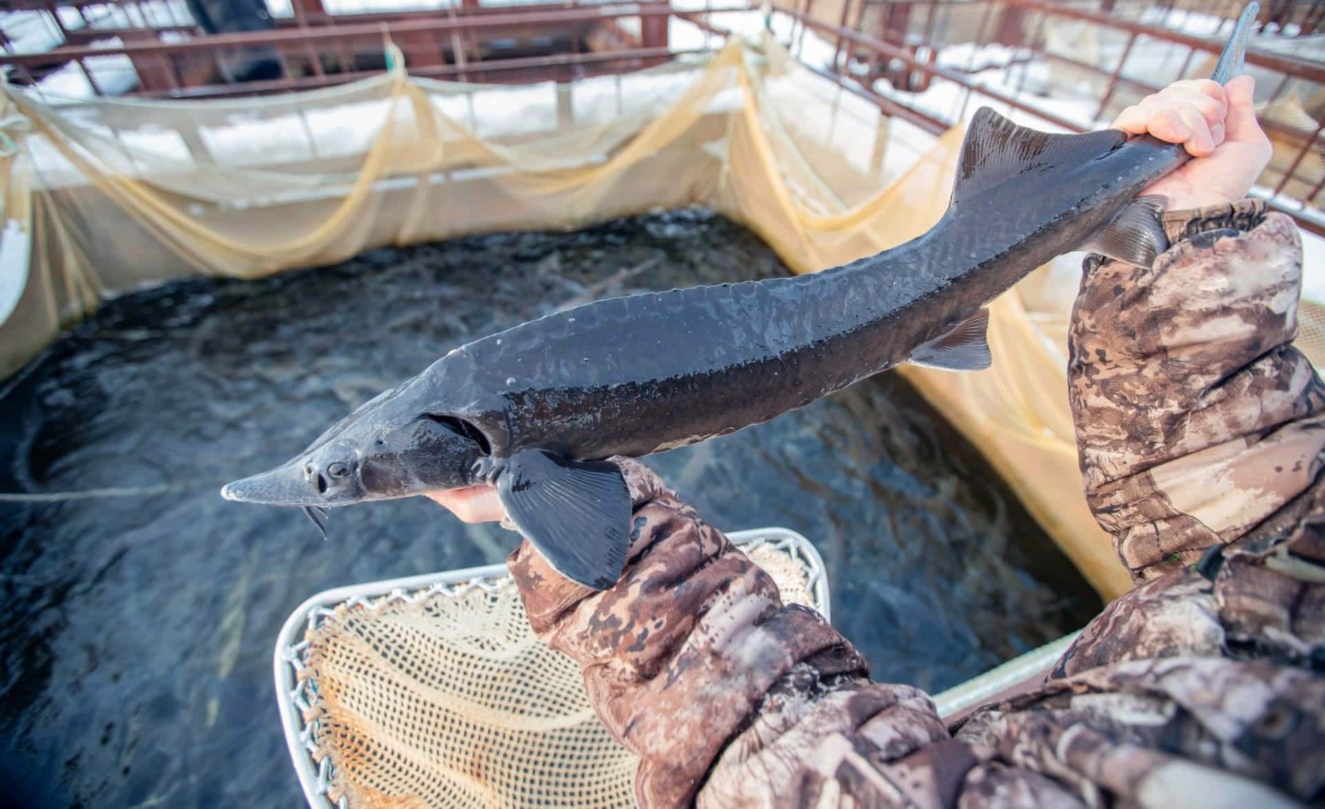 Beluga Sturgeon, camouflage gear, snowy fish farm pond, Full HD Desktop Wallpaper