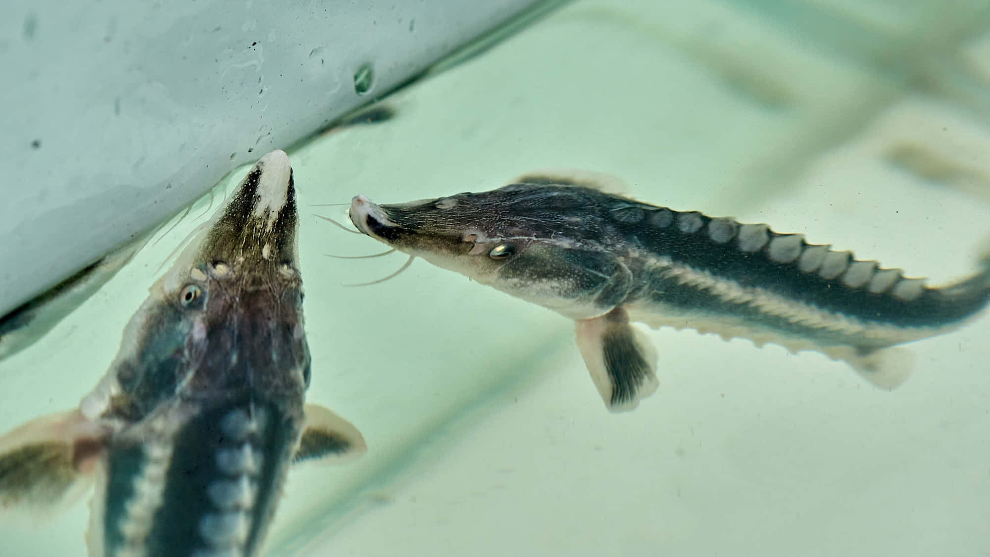 Beluga Sturgeon, long snouts, bony plates, Full HD Desktop Wallpaper