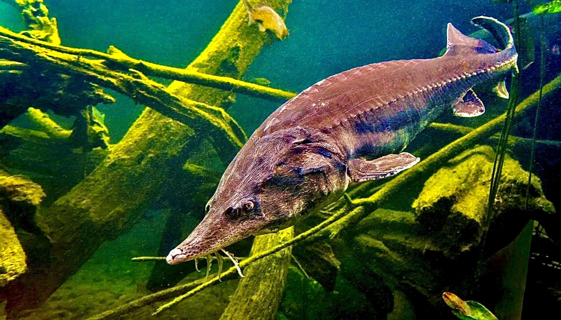 Beluga Sturgeon, murky green water, tangled mossy branches, Full HD Desktop Wallpaper