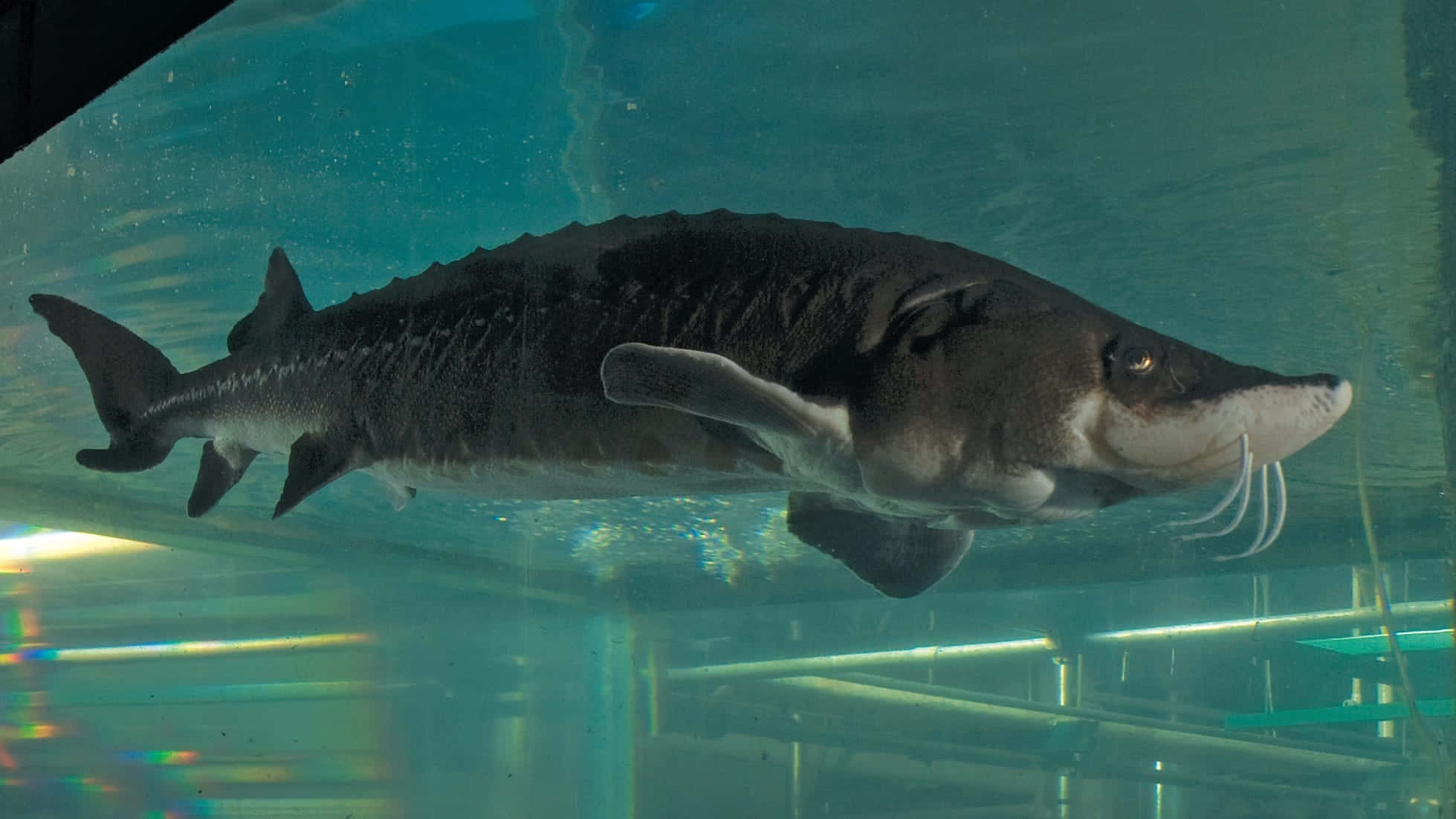 Beluga Sturgeon, aquarium, clear tank, Full HD Desktop Wallpaper
