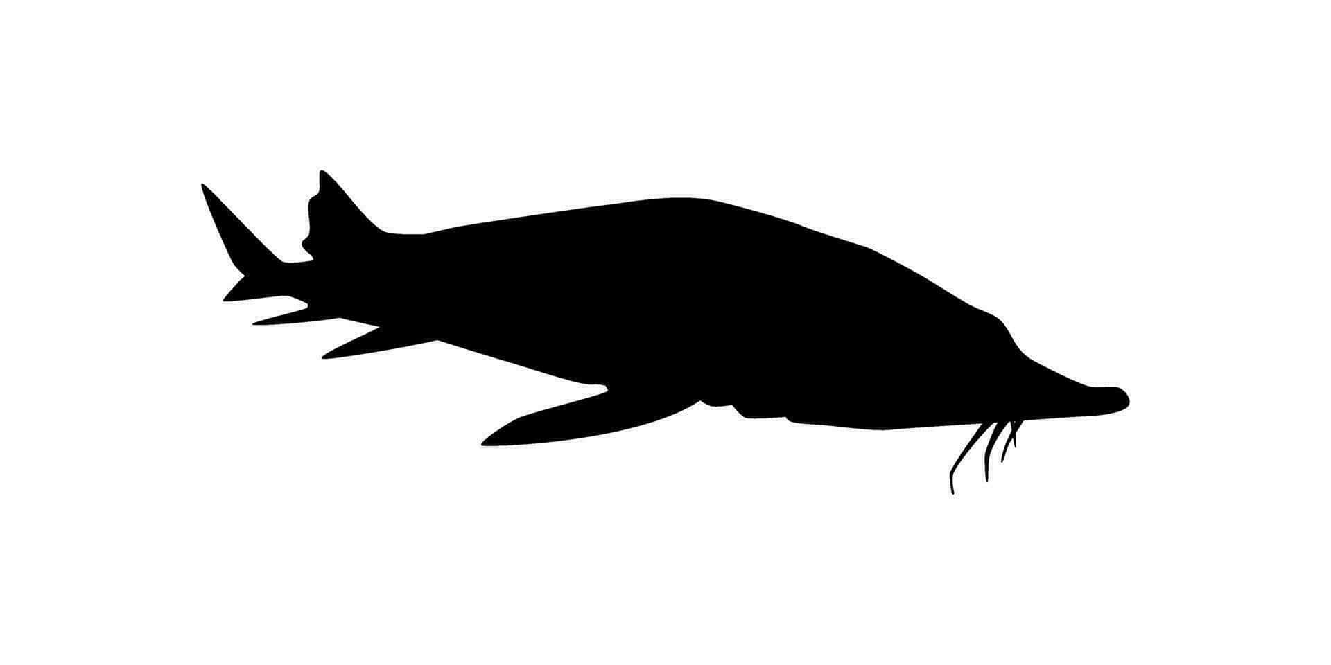 Beluga Sturgeon, sleek black silhouette, flying fish, Full HD Desktop Wallpaper