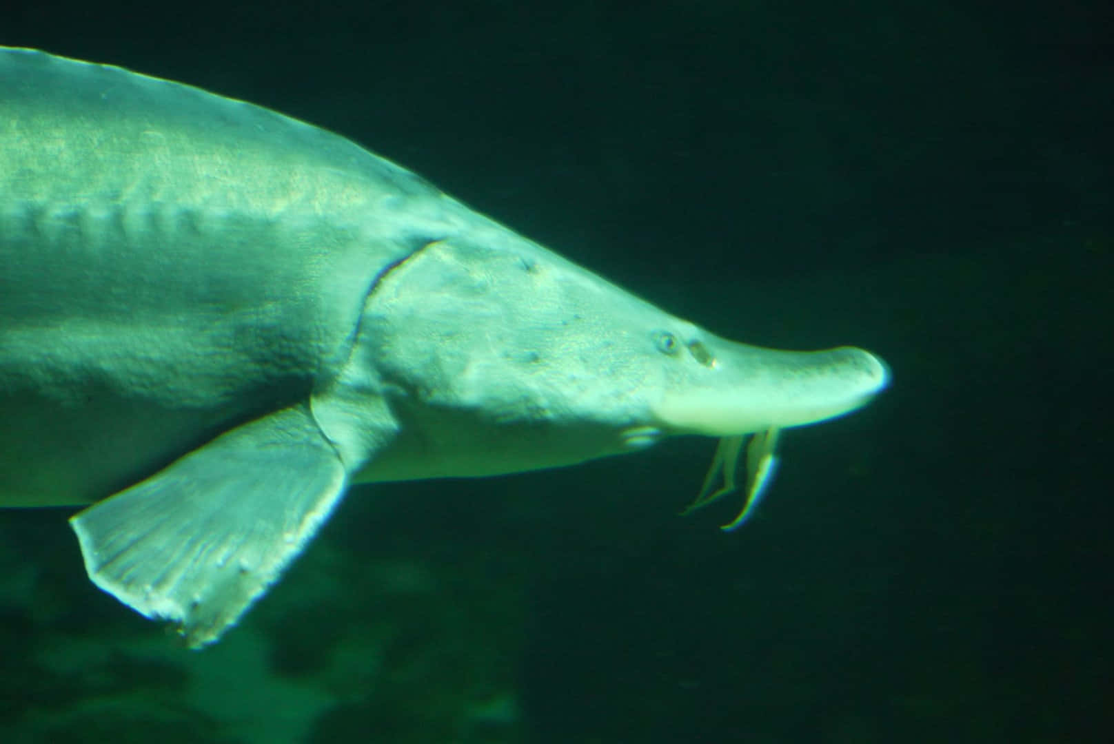 Beluga Sturgeon, murky green water, long snout, HD Desktop Wallpaper