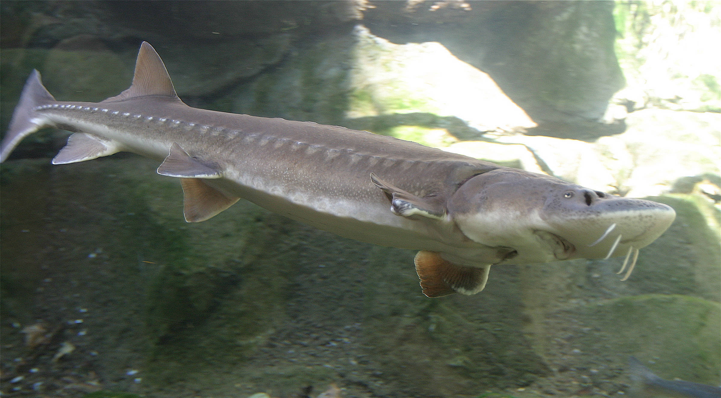 Sturgeon, clear water, rocky riverbed, Full HD Desktop Wallpaper