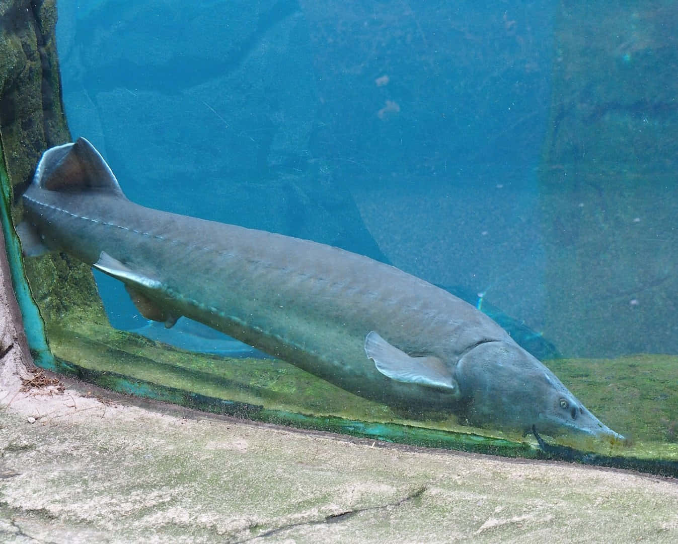 Beluga Sturgeon, aquarium, clear blue water, HD Desktop Wallpaper