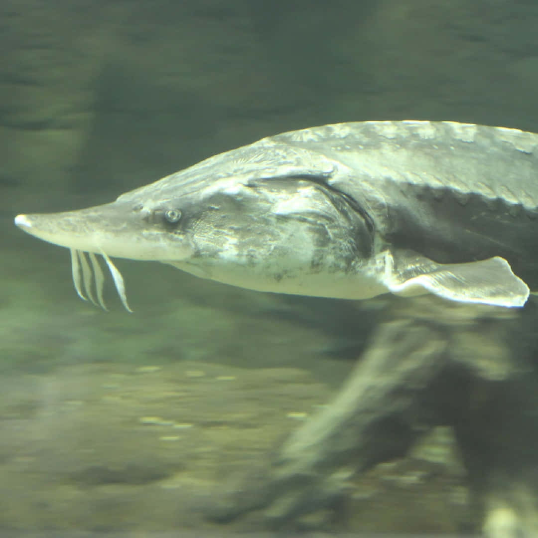 Beluga Sturgeon, sturgeon, long snout, SD Desktop Wallpaper
