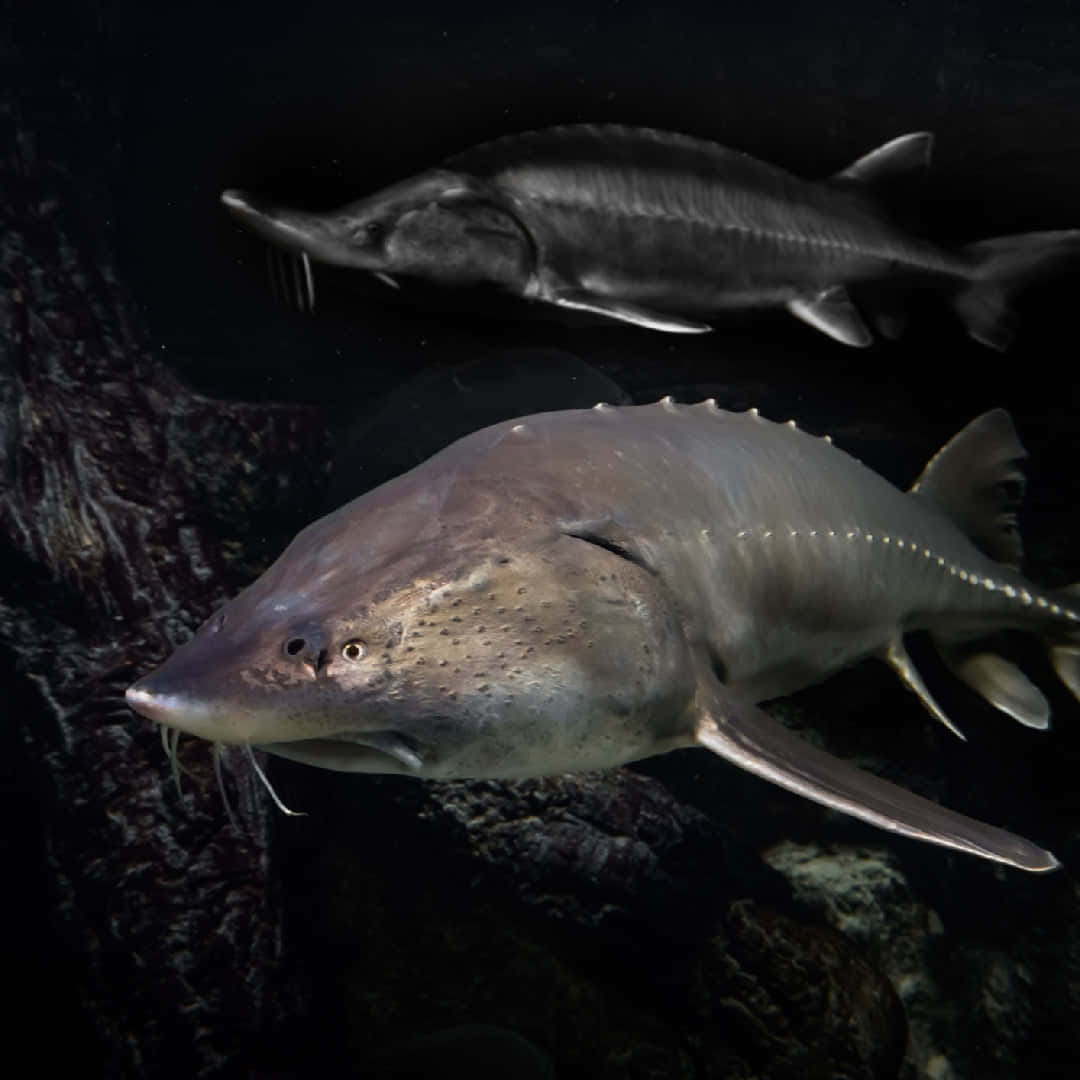 Beluga Sturgeon, underwater scene, dark water, SD Desktop Wallpaper