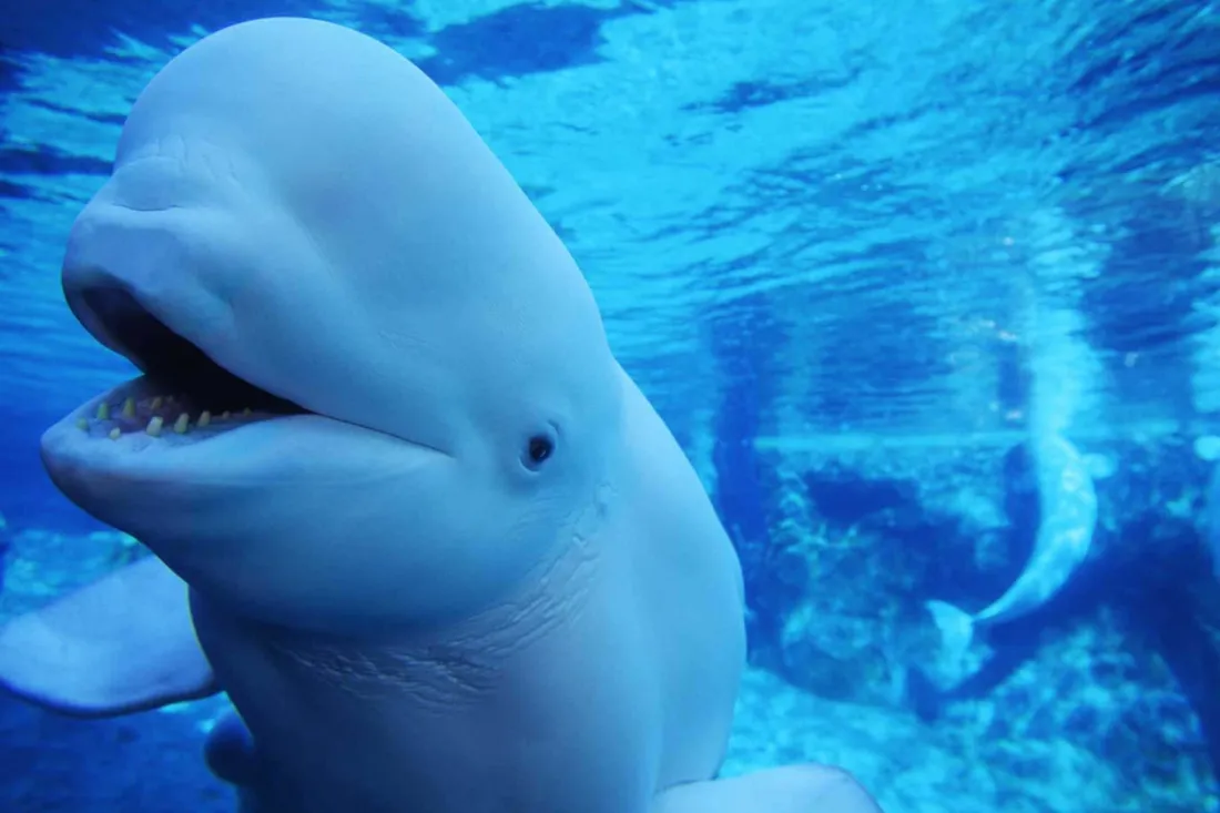 Beluga whale Wallpapers