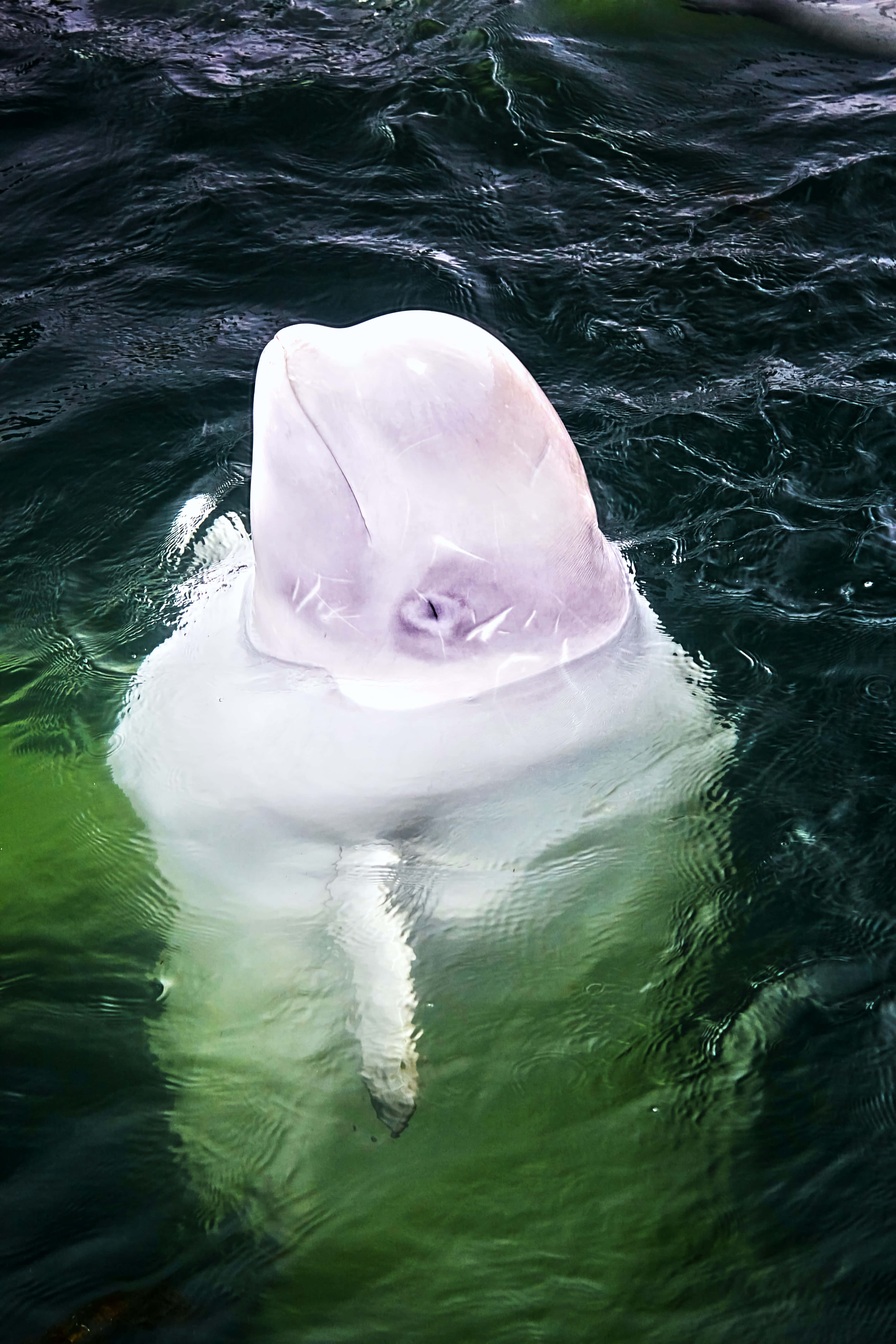 beluga whale, crystal clear waters, dark green water, 5K Phone Wallpaper