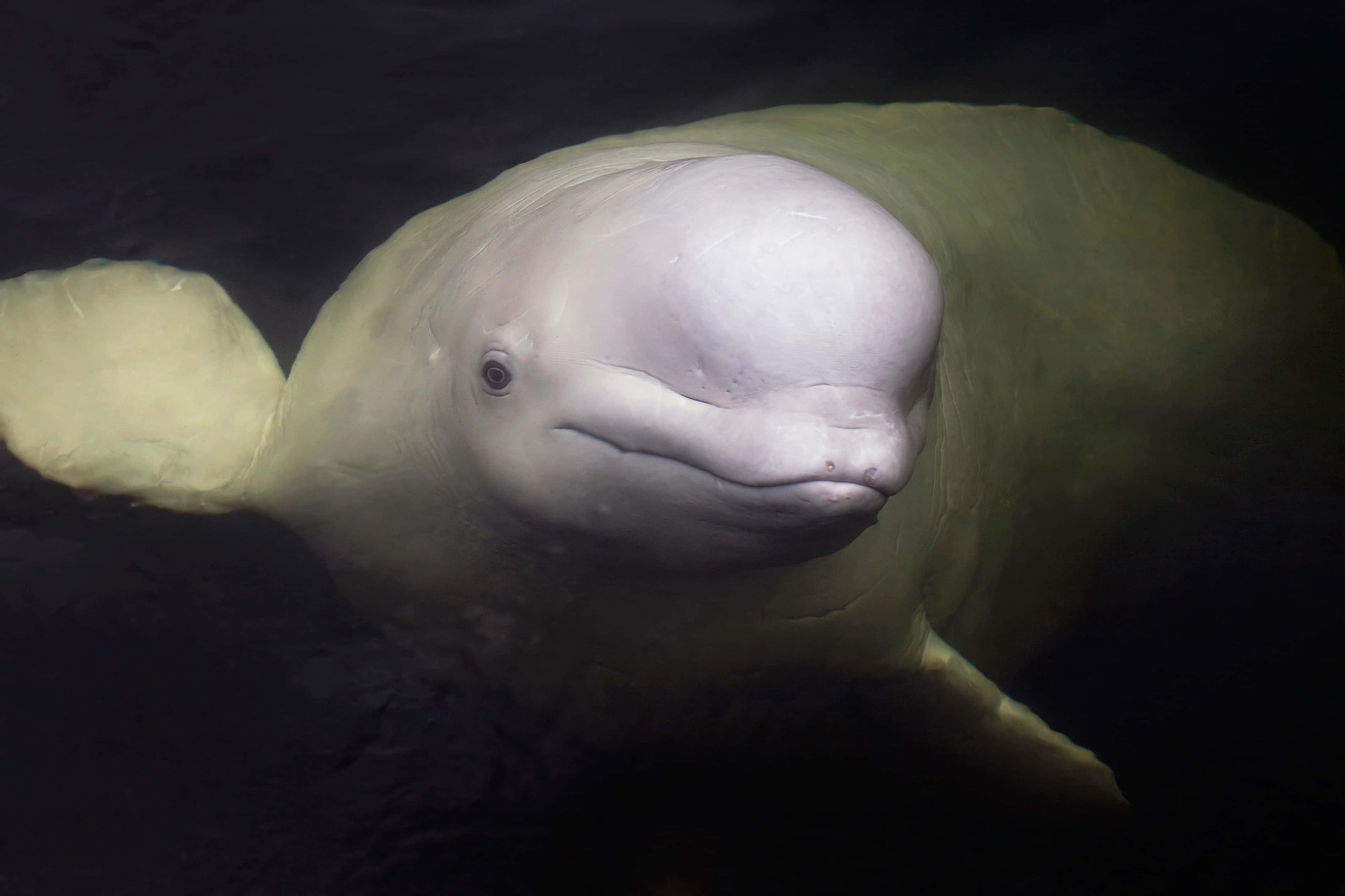 beluga whale, gentle face, dark water, 2K Desktop Wallpaper