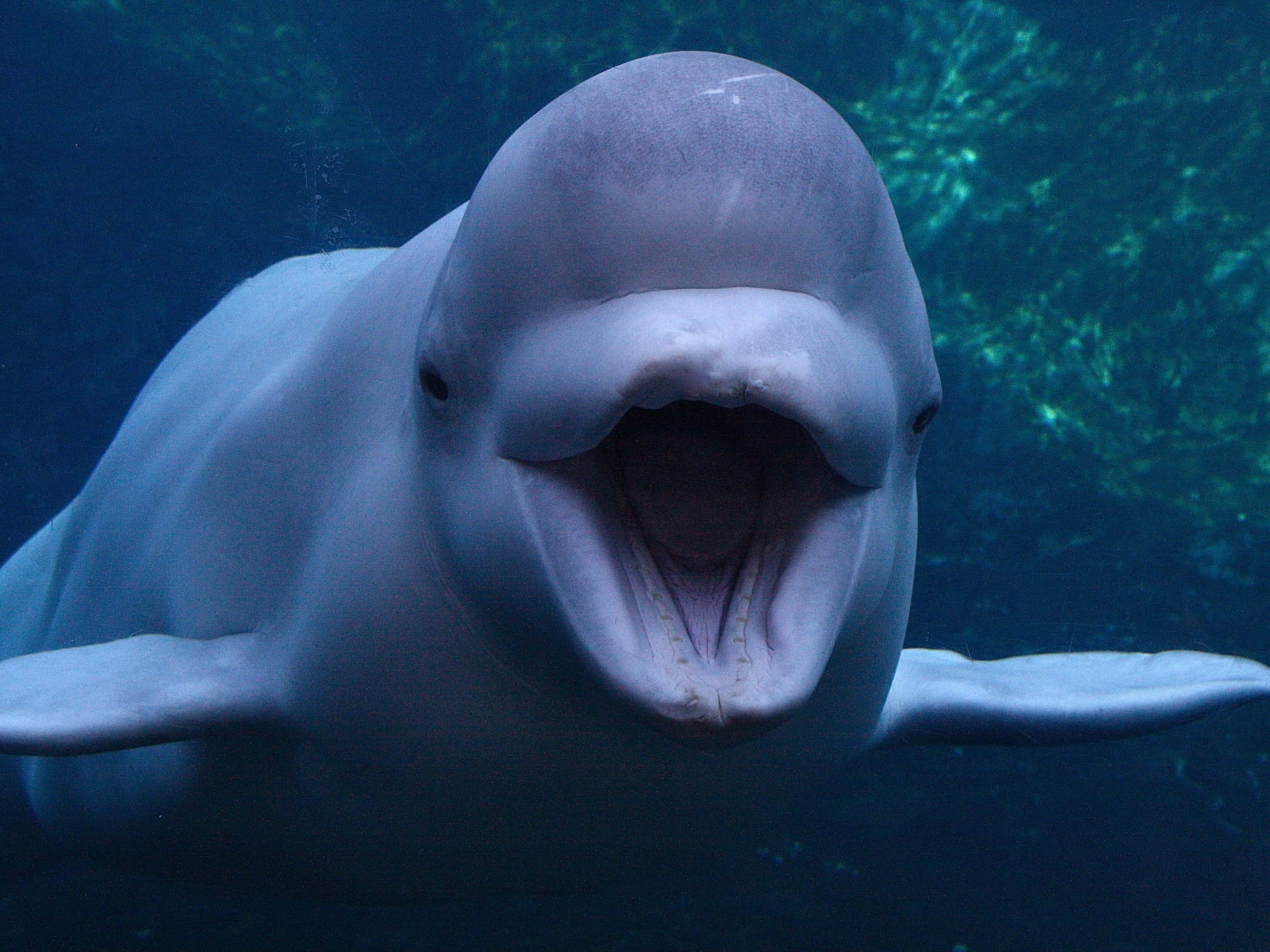 beluga whale, clear blue waters, blue-green aquatic backdrop, 2K Desktop Wallpaper