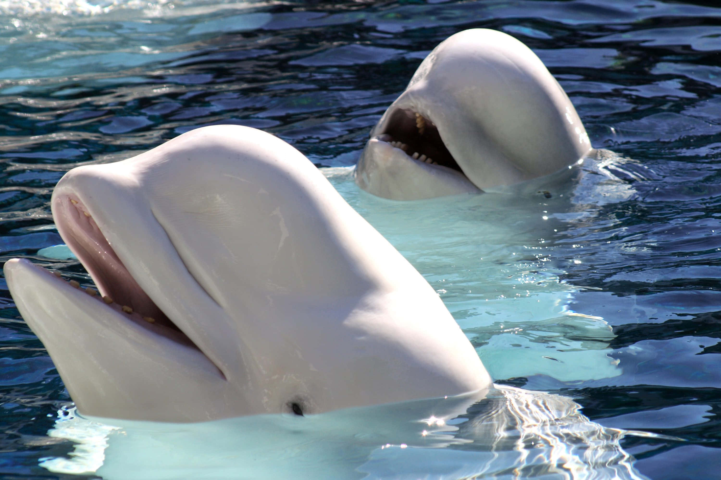 beluga whale, clear blue water, open mouths, 2K Desktop Wallpaper