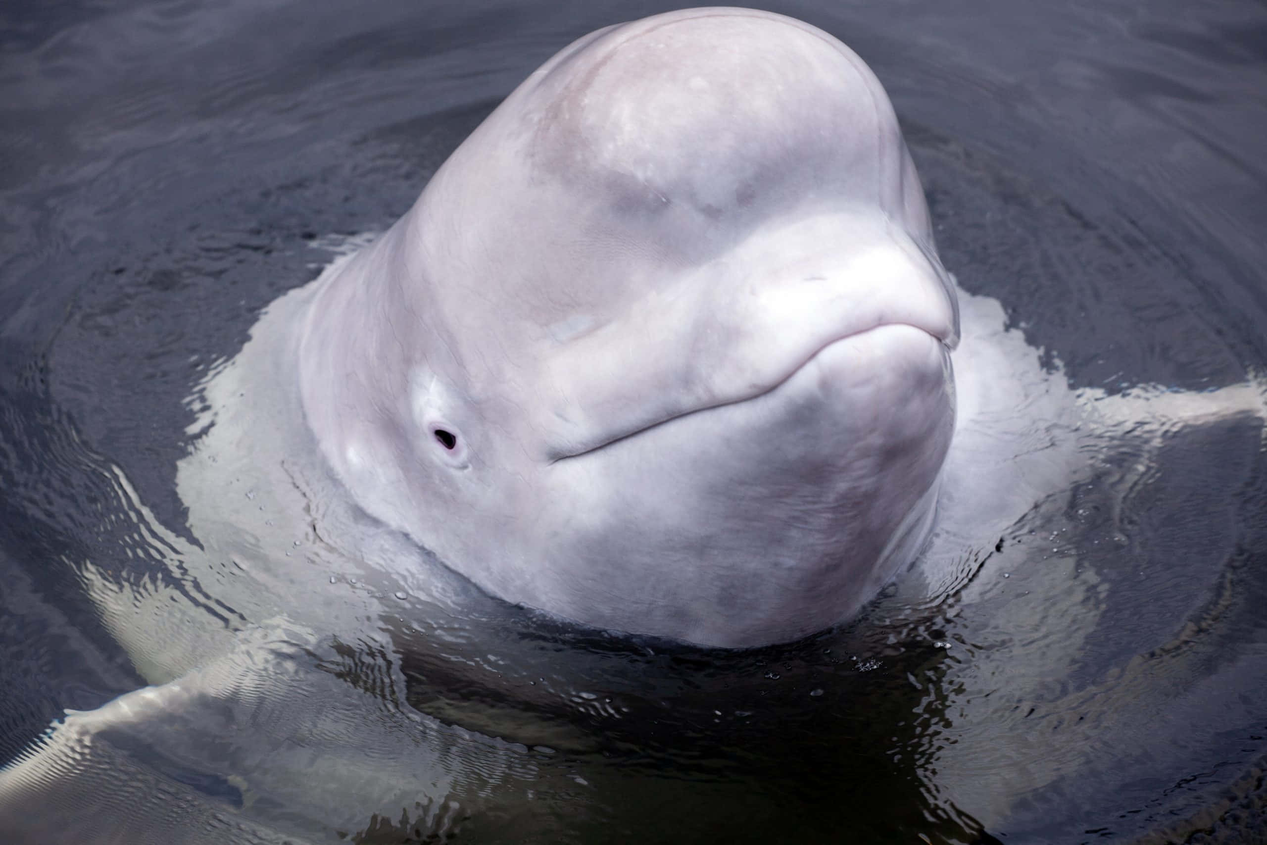 beluga whale, smiling face, dark water, 2K Desktop Wallpaper