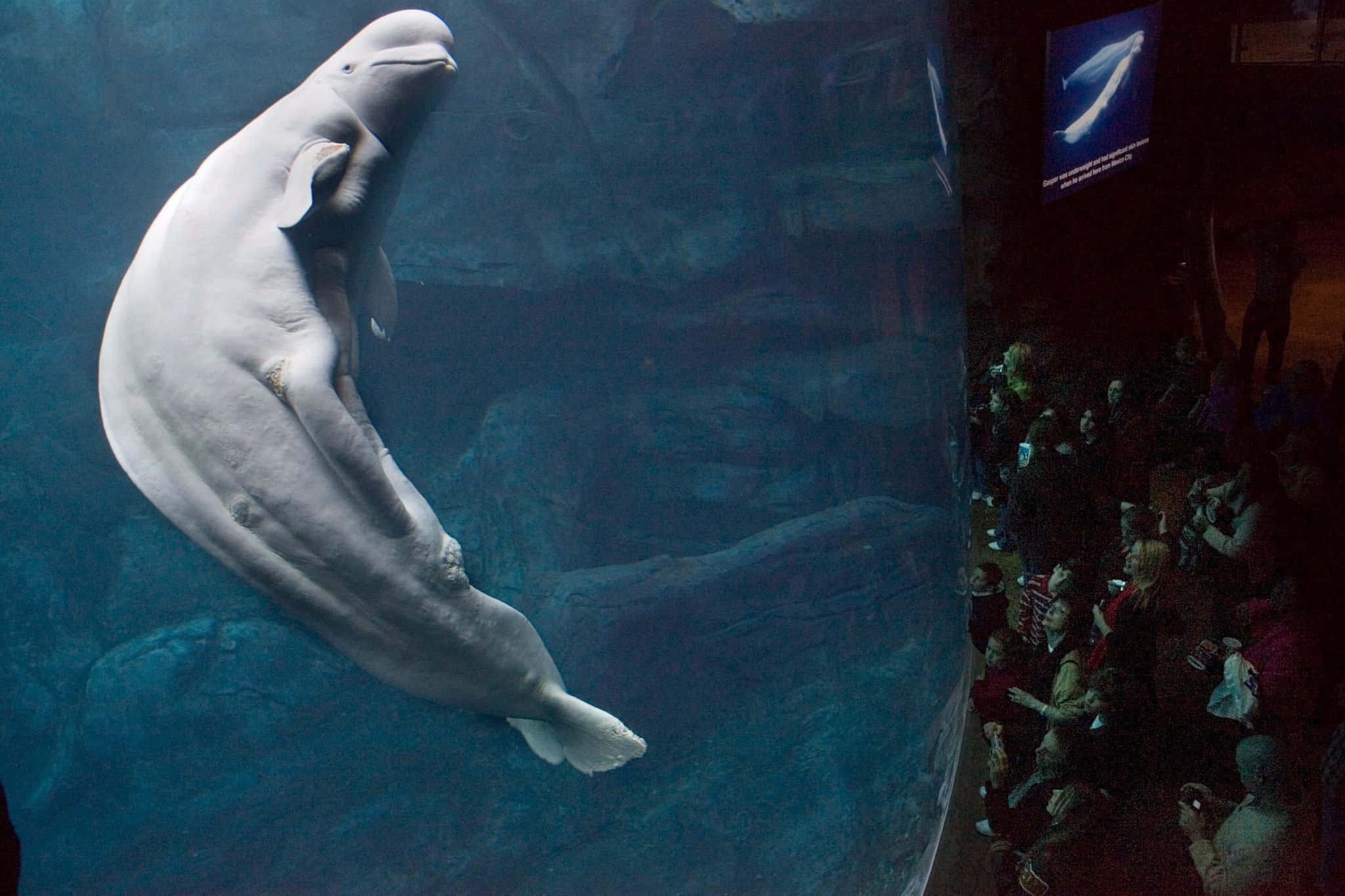 beluga whale, deep blue water, aquarium tank, Full HD Desktop Wallpaper