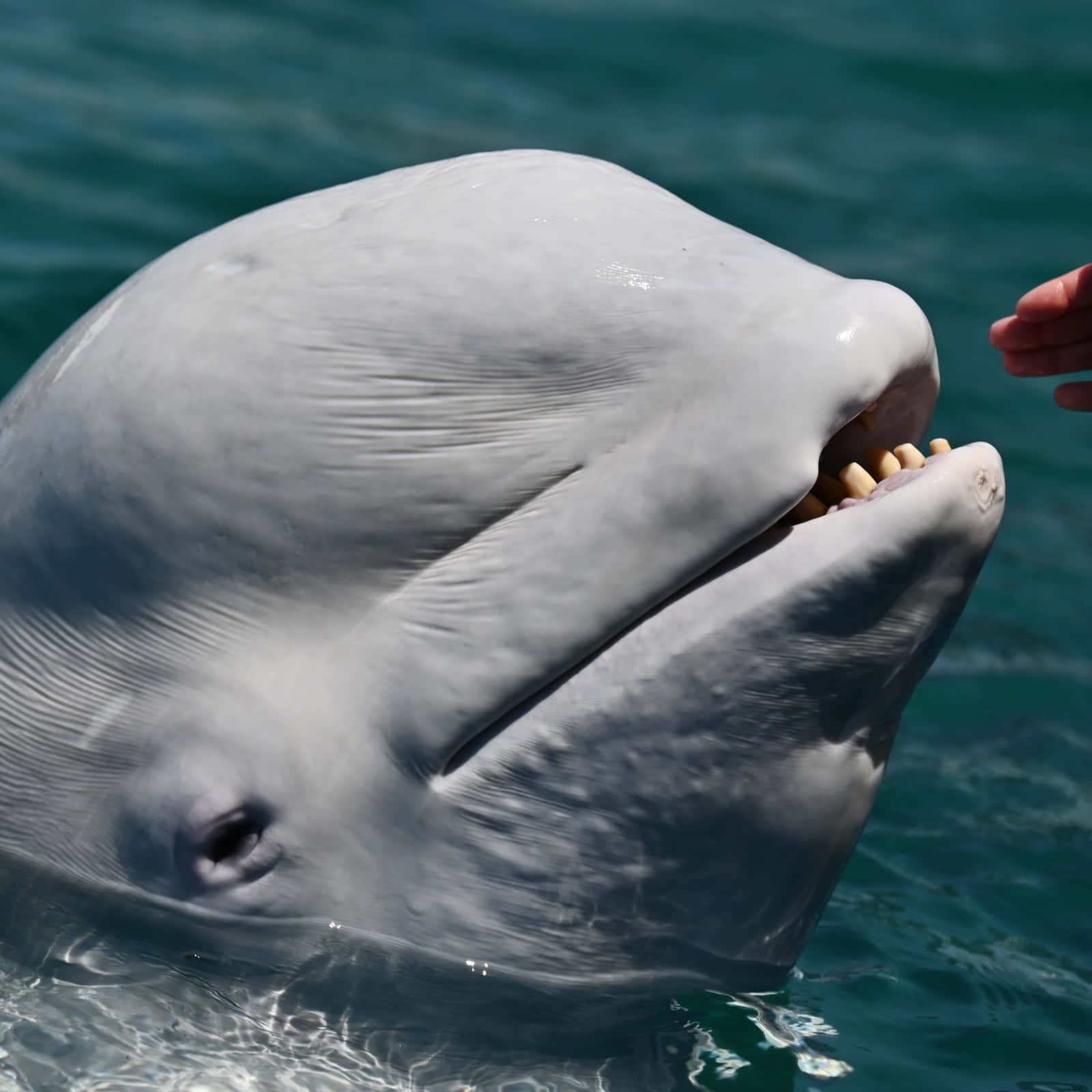 beluga whale, arctic waters, turquoise water, HD Desktop Wallpaper