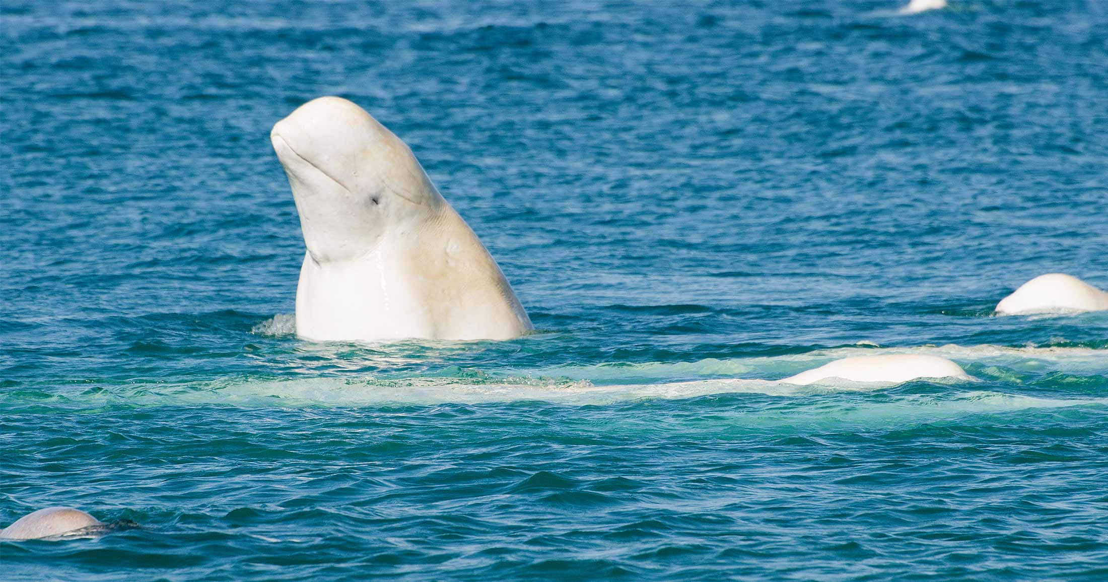 beluga whale, vibrant turquoise waters, rounded head, Full HD Desktop Wallpaper