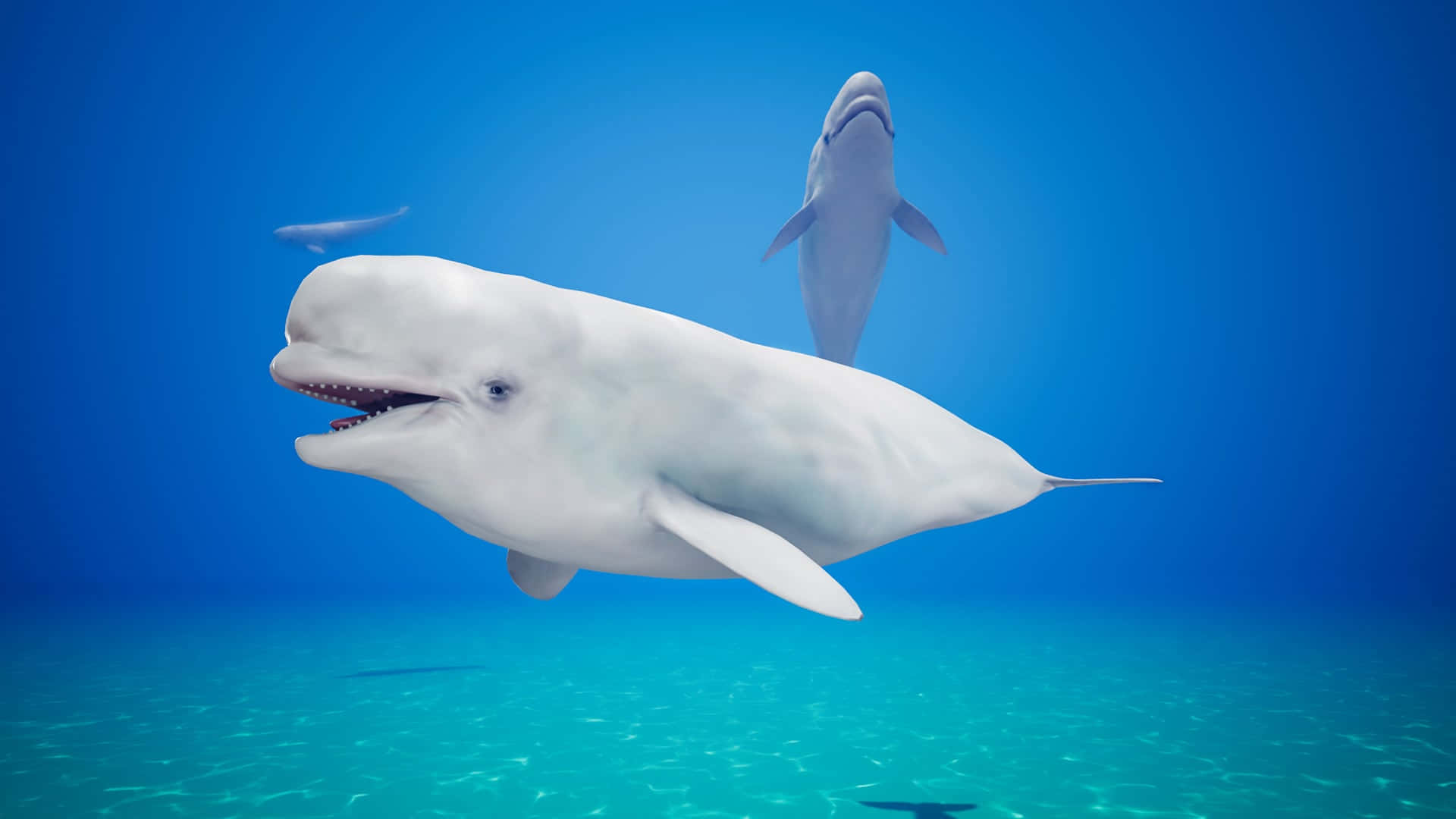 beluga whale, arctic waters, clear blue ocean waters, Full HD Desktop Wallpaper
