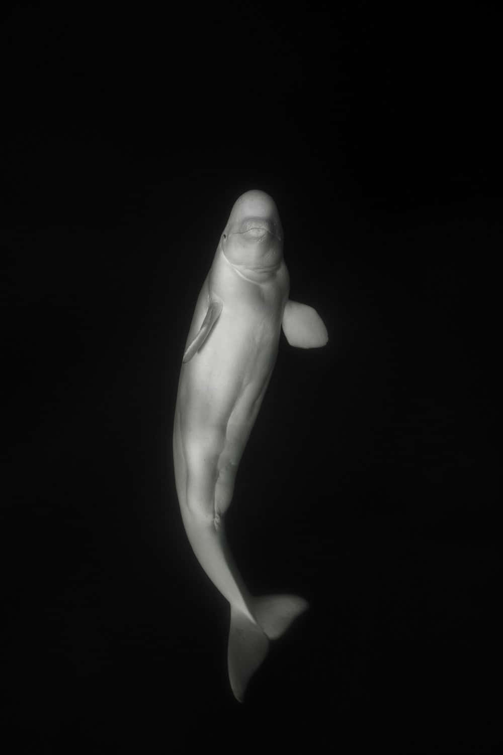 beluga whale, pitch-black water, soft light, HD Phone Wallpaper