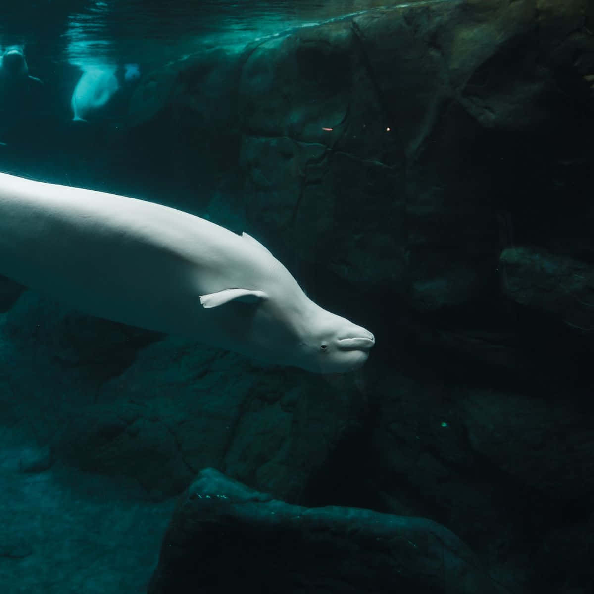 beluga whale, natural habitat, deep teal water, SD Desktop Wallpaper