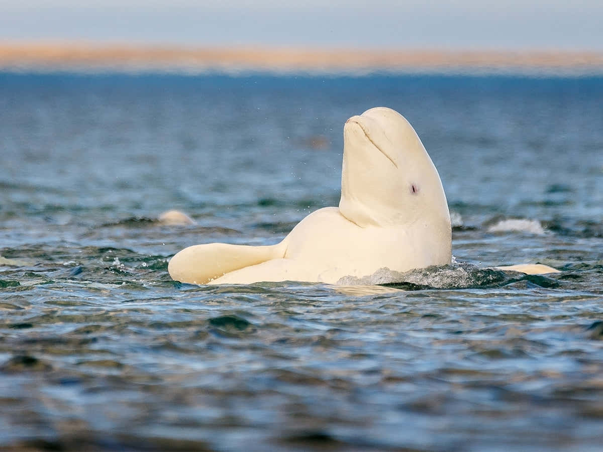 beluga whale, calm blue waters, distant shoreline, SD Desktop Wallpaper