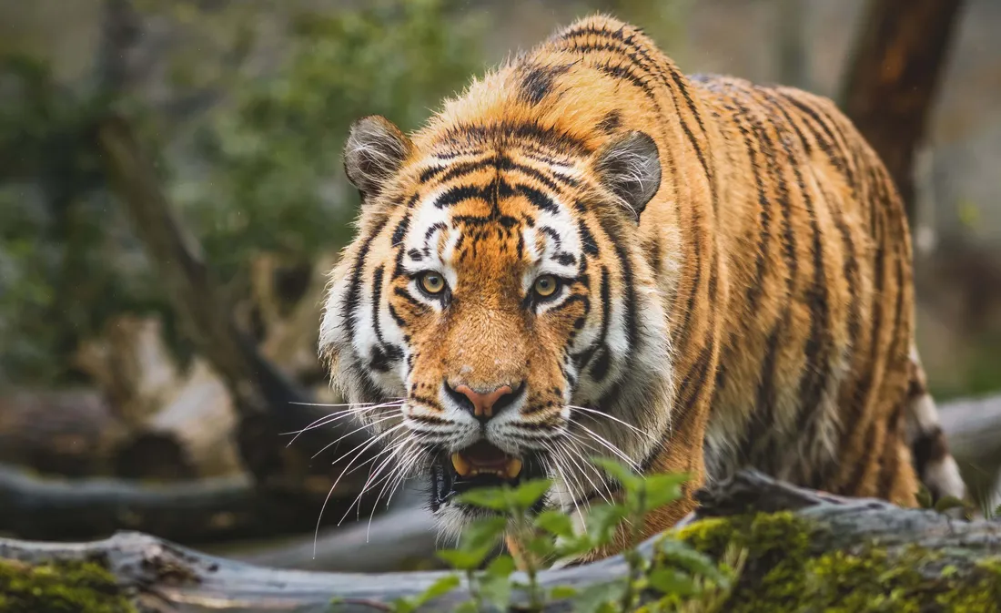 Bengal Tiger Wallpapers